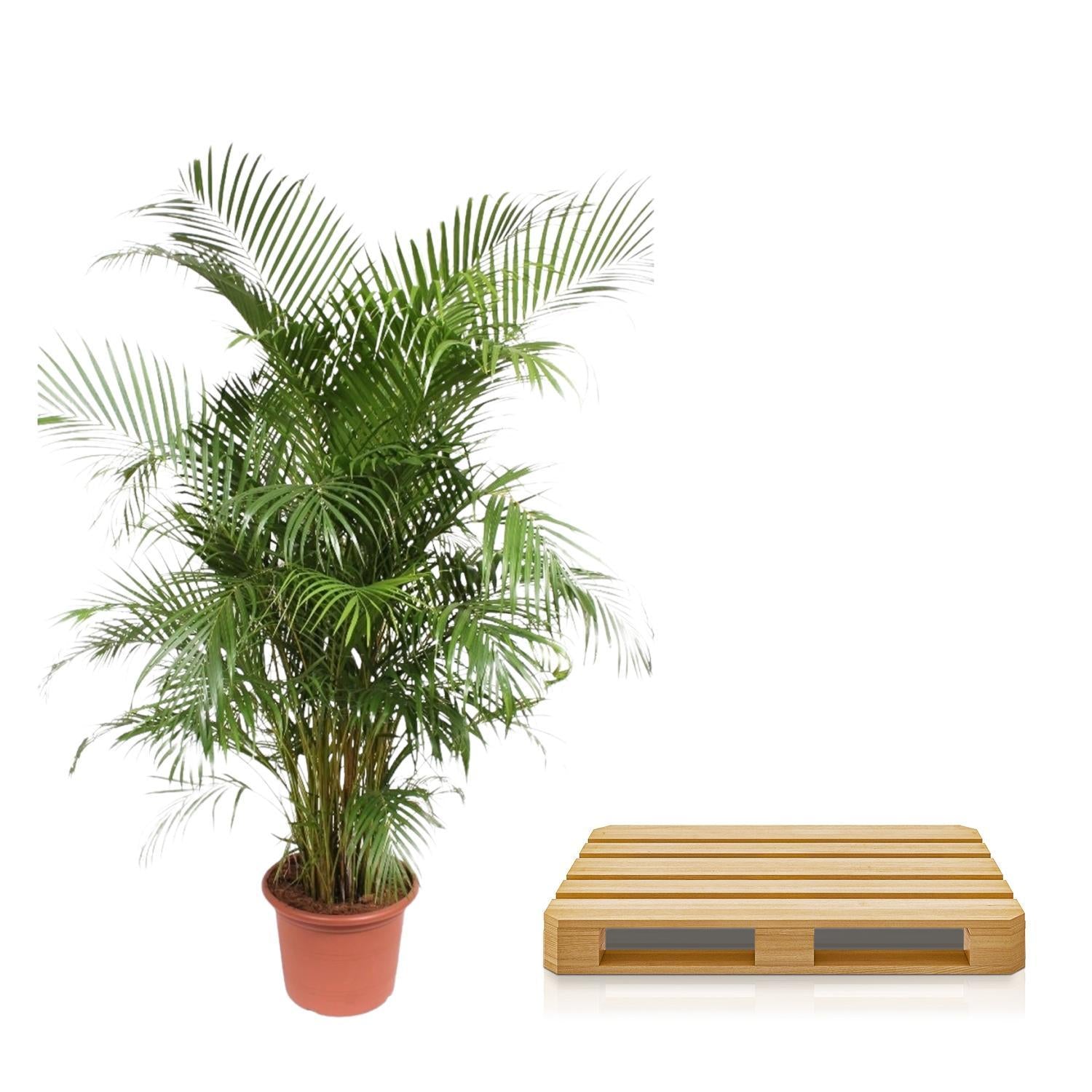 Dypsis Lutescens (Areca Palm) - 240 cm - Luchtzuiverende Goudpalm