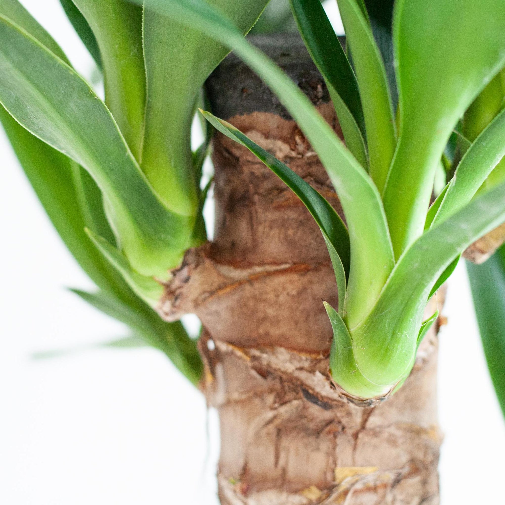 Dracaena Janet Lindt - 95 cm - Ø21 cm met Viber pot | Dracaena