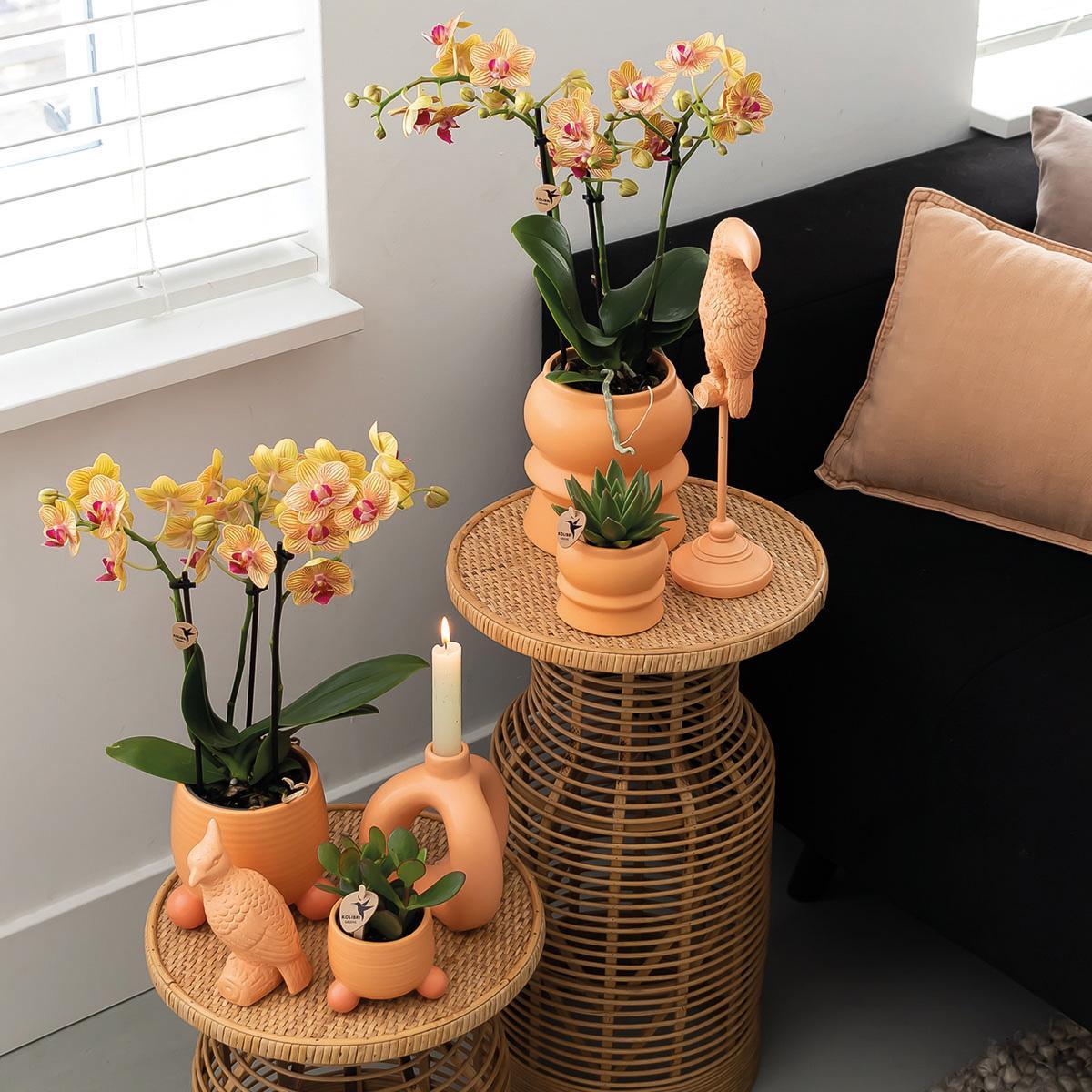 Orchidee | Oranje Phalaenopsis orchidee – Jamaica + Rolling sierpot peach – potmaat Ø9cm