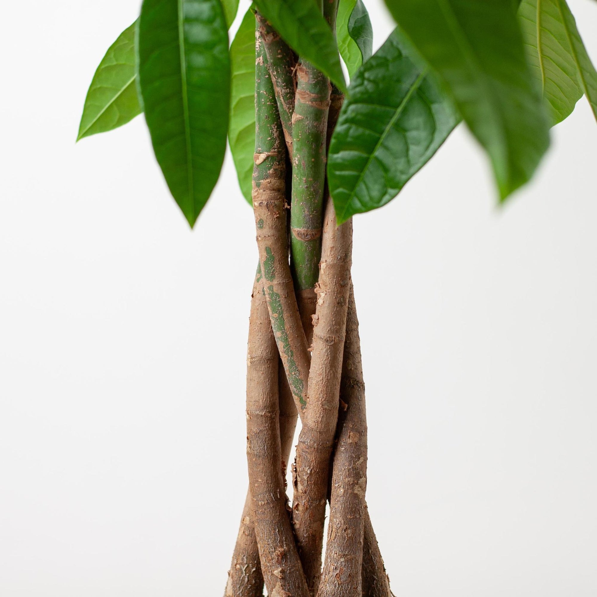 Pachira Aquatica met Mand Lissabon wit - 80cm - Ø21 cm | Geldboom