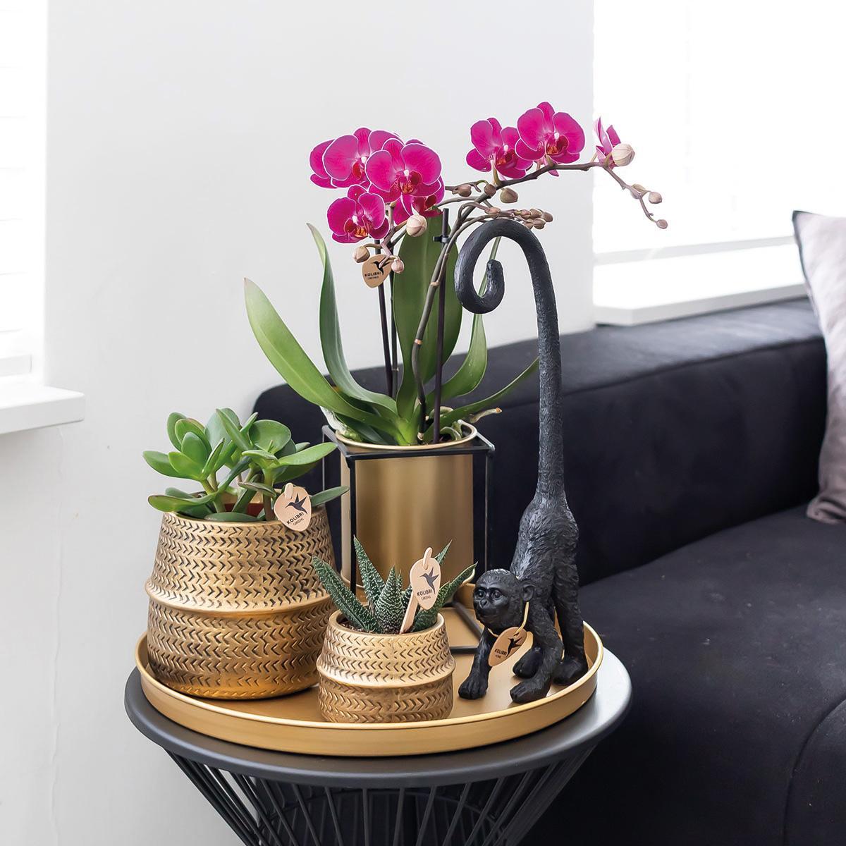 Kolibri Orchids | Geurende phalaenopsis orchidee - Fragrance crème Kolibri Orchids | Geurende phalaenopsis orchidee - Fragrance crème