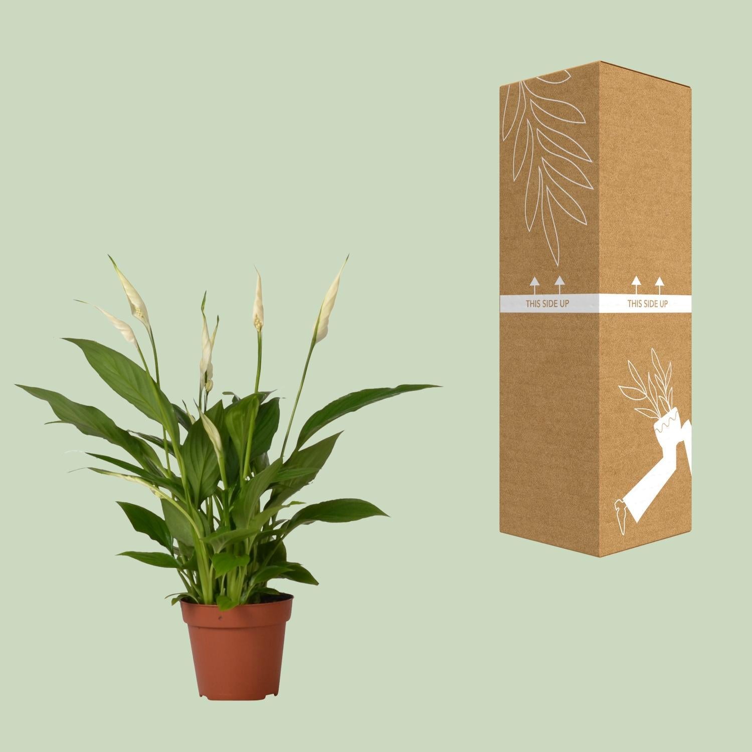 Spathiphyllum Bingo Cupido - 35 cm - Ø12 cm | Lepelplant