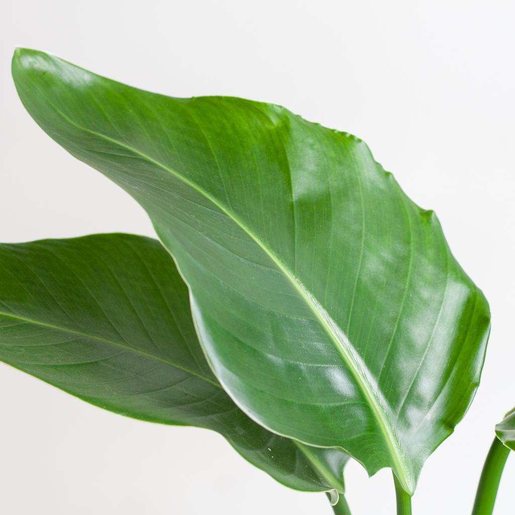 Strelitzia Nicolai - 80cm - Ø19 cm - in Lissabon mand zwart | Kamerplanten