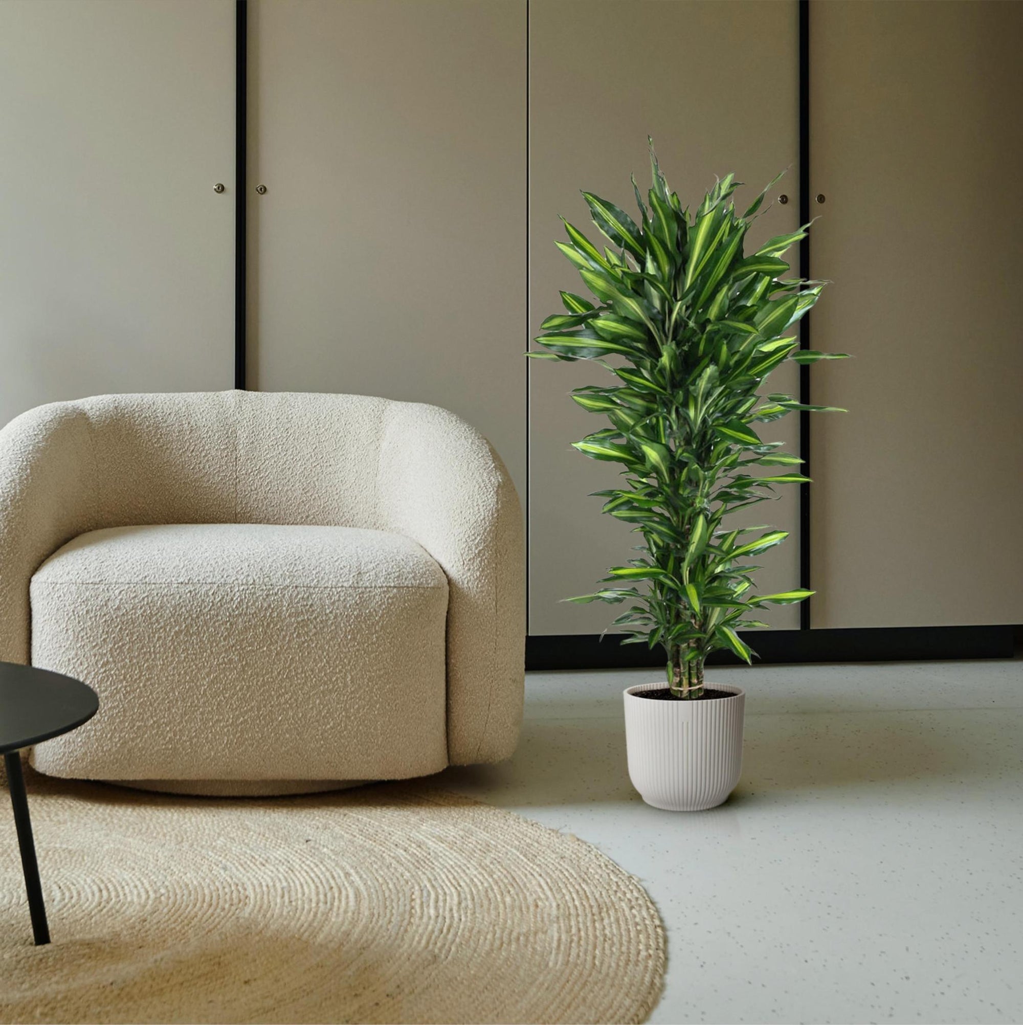 Dracaena Cintho vertakt - 150 cm - ø31 cm | Dracaena - Kamerplanten