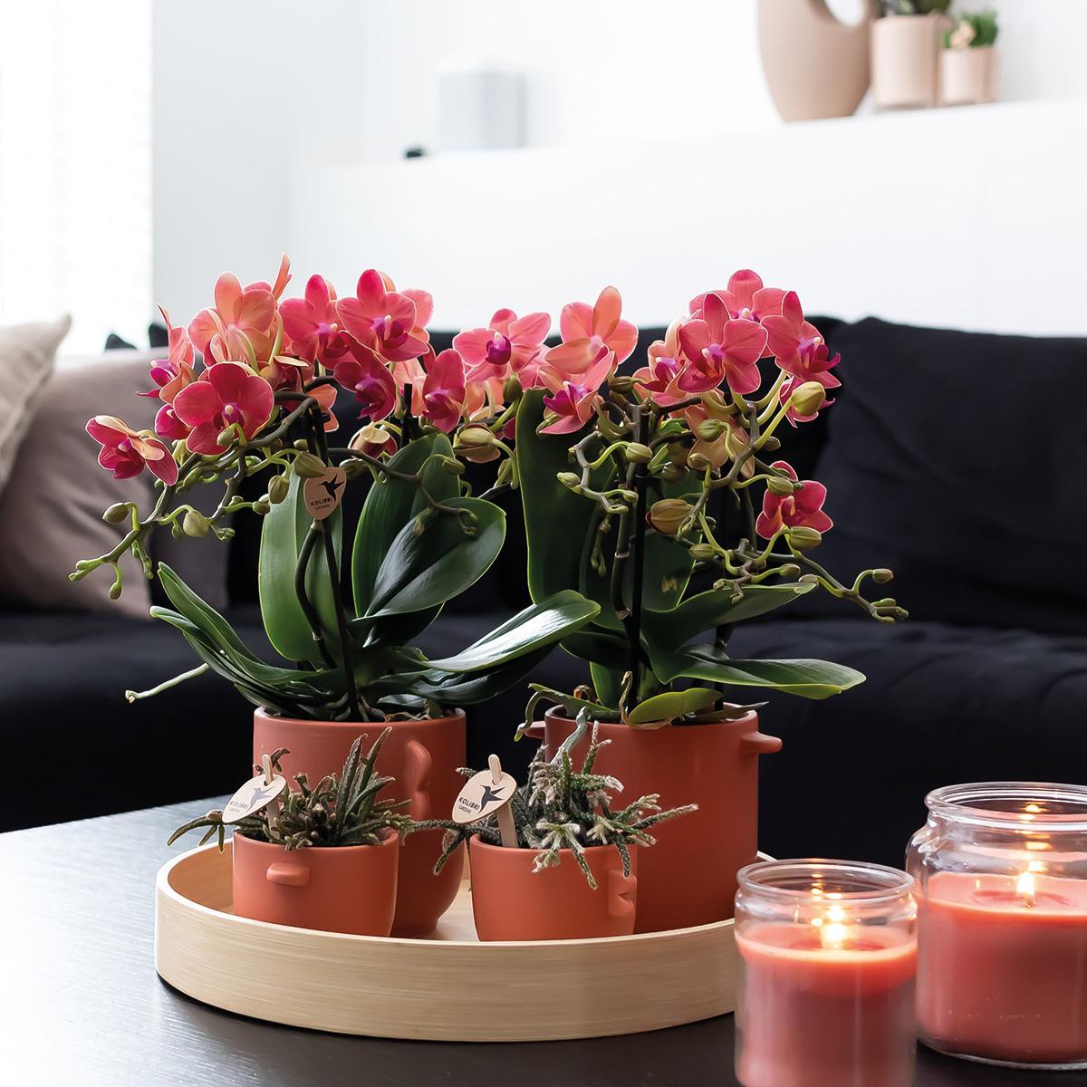 Orchidee | 2 rode Phalaenopsis orchideeën - Congo - potmaat Ø9cm