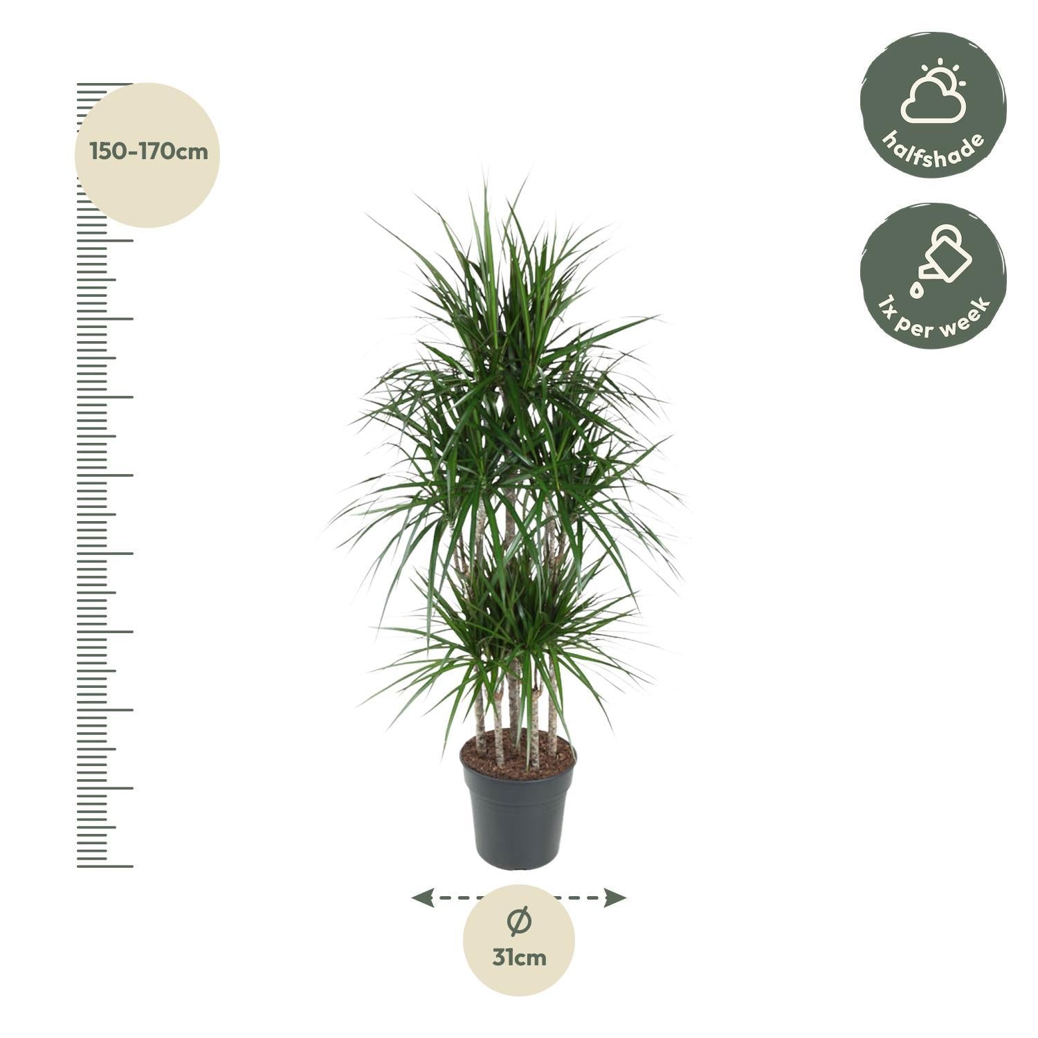 Dracaena Marginata Carrousel - 160 cm - ø31 cm | Dracaena - Drakenbloedboom