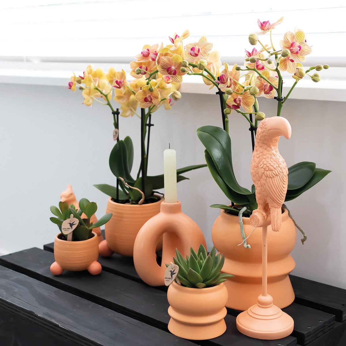 Orchidee | Oranje Phalaenopsis orchidee – Jamaica + Rolling sierpot peach – potmaat Ø9cm