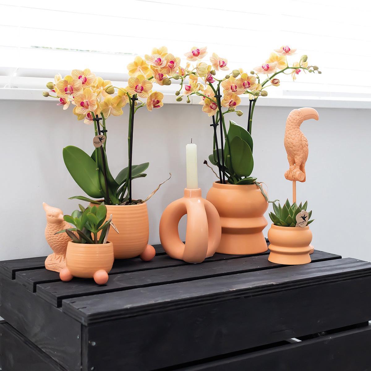 Orchidee | Oranje Phalaenopsis orchidee – Jamaica + Rolling sierpot peach – potmaat Ø9cm