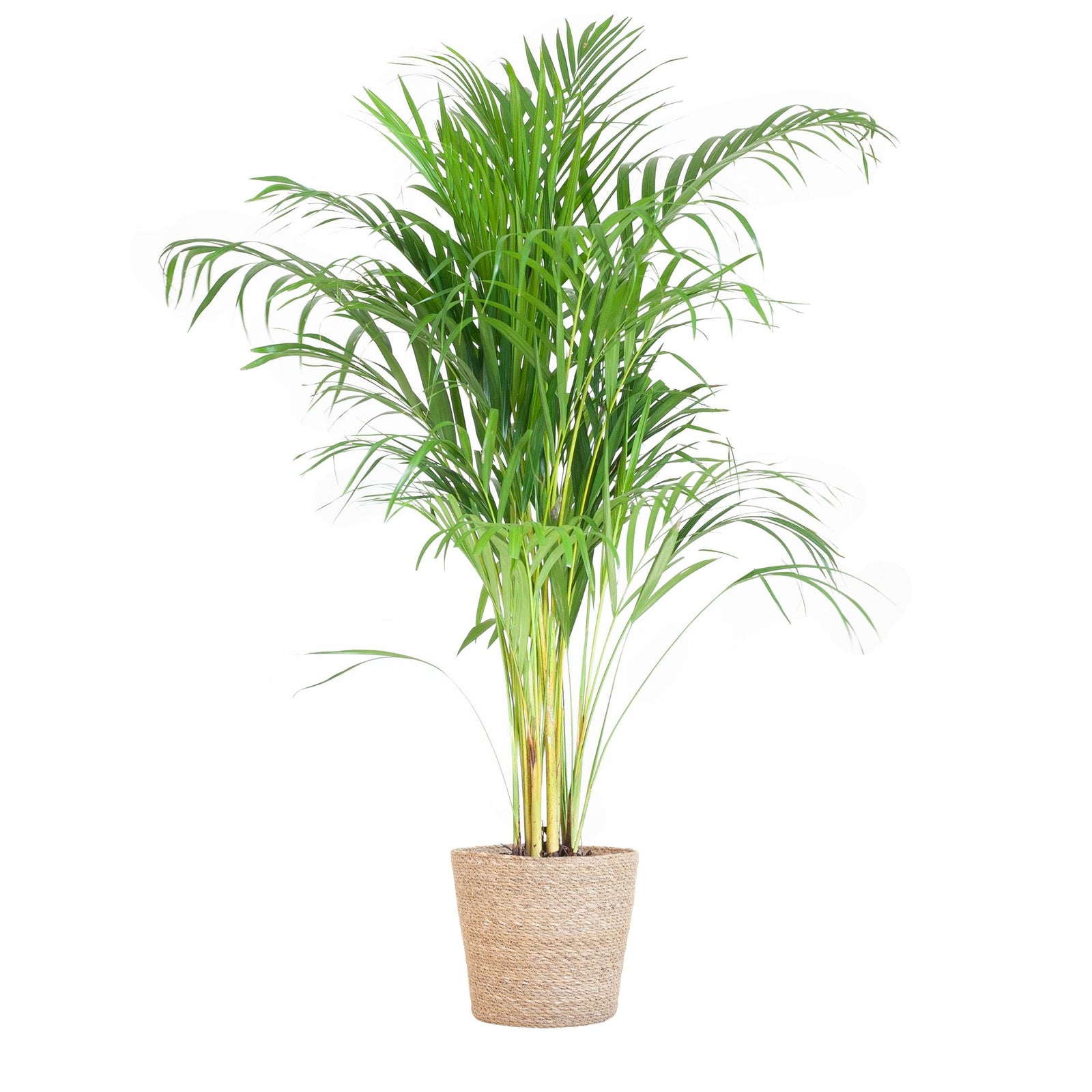 Areca palm | 100 cm – Ø21 cm – In Sofia mand naturel