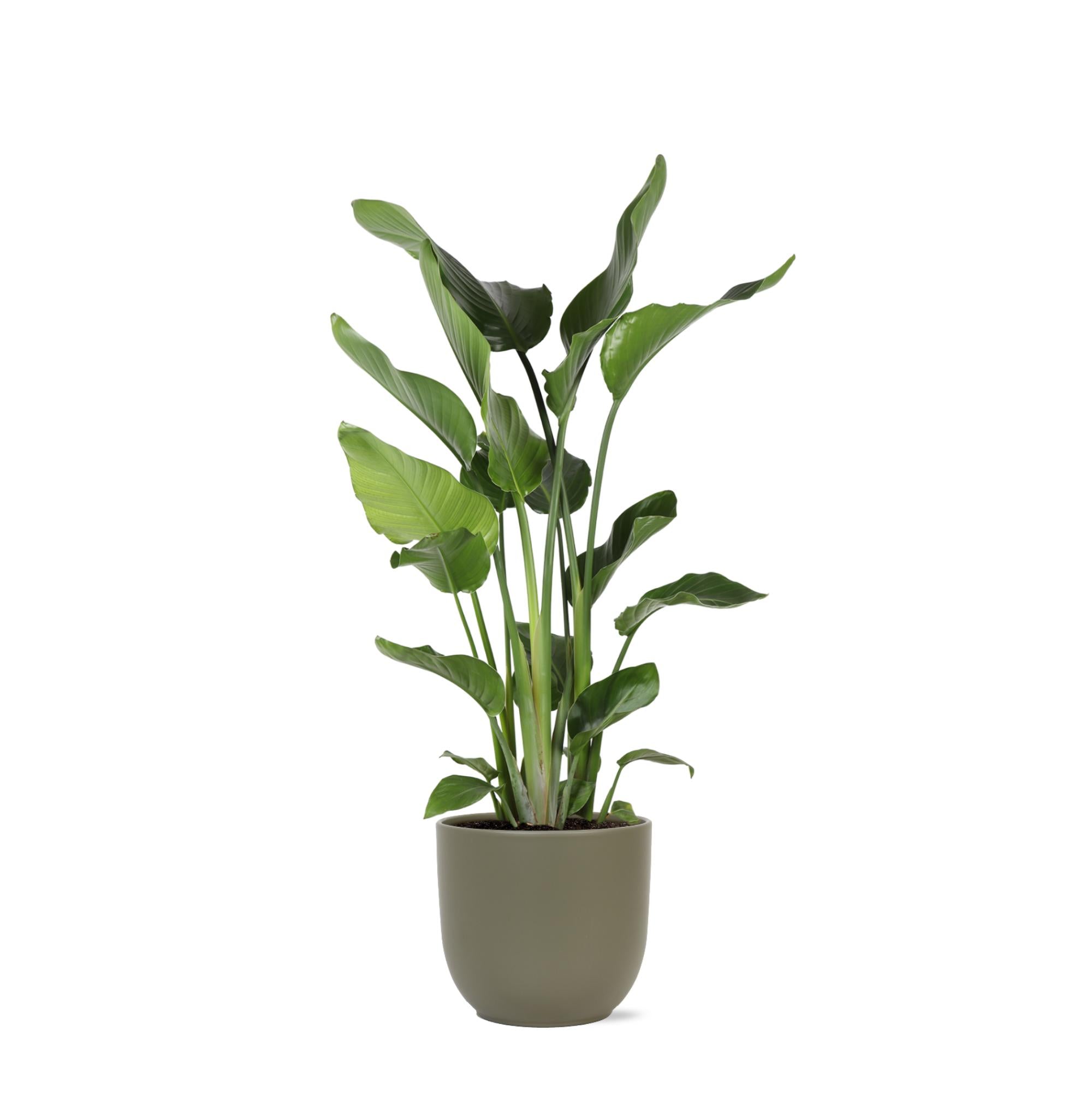 Strelitzia Nicolai - 120 cm - Ø24 cm - in Boule pot | Kamerplanten