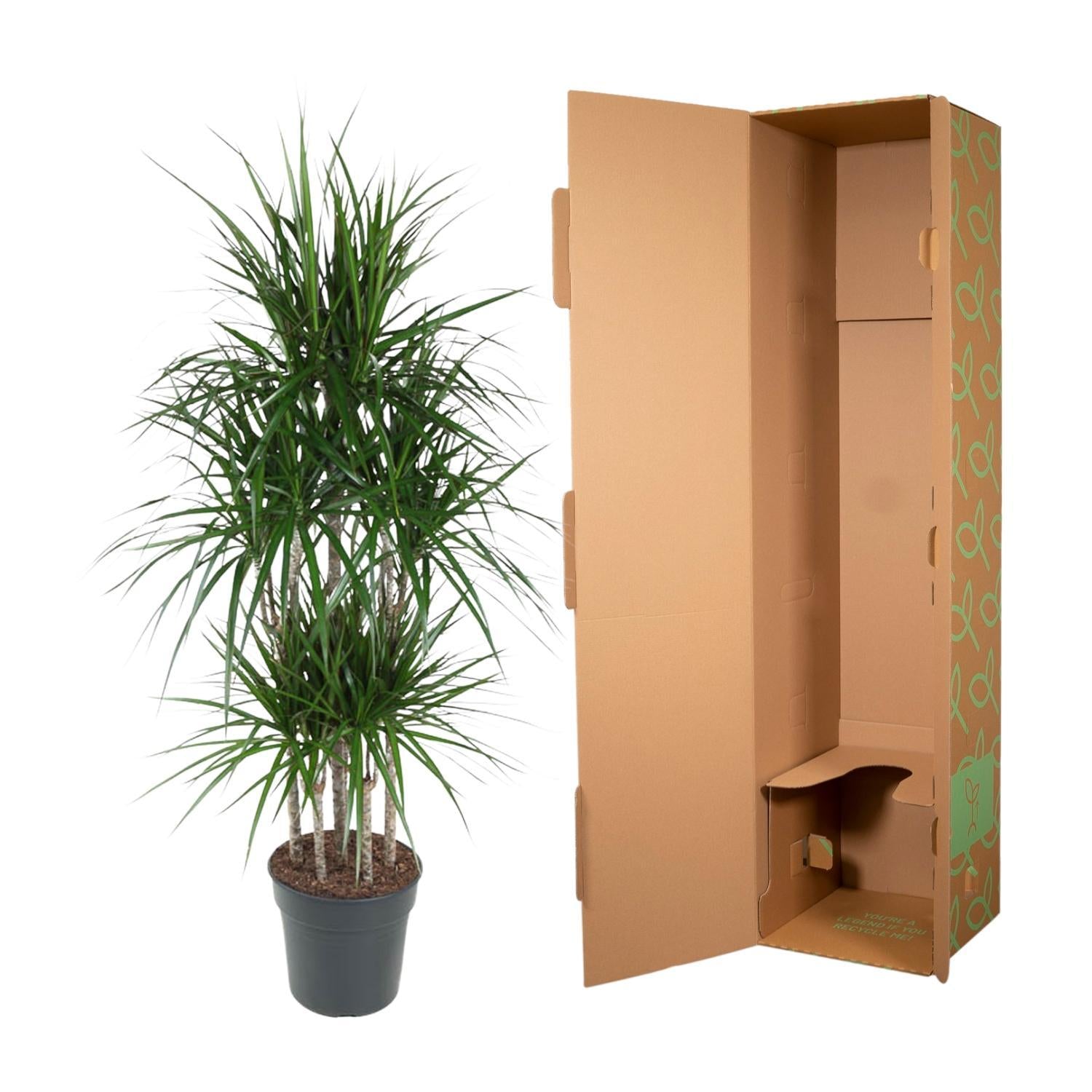 Dracaena Marginata Carrousel - 160 cm - ø31 cm | Dracaena - Drakenbloedboom