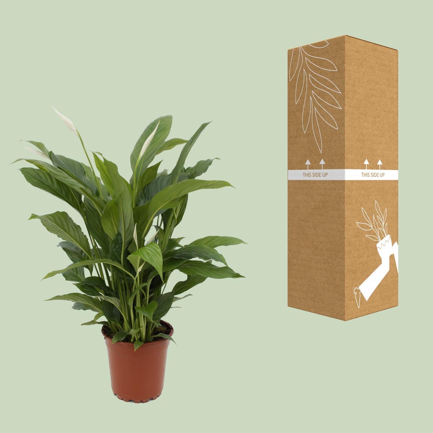 Spathiphyllum Torelli - 65 cm - Ø17 cm | Lepelplant