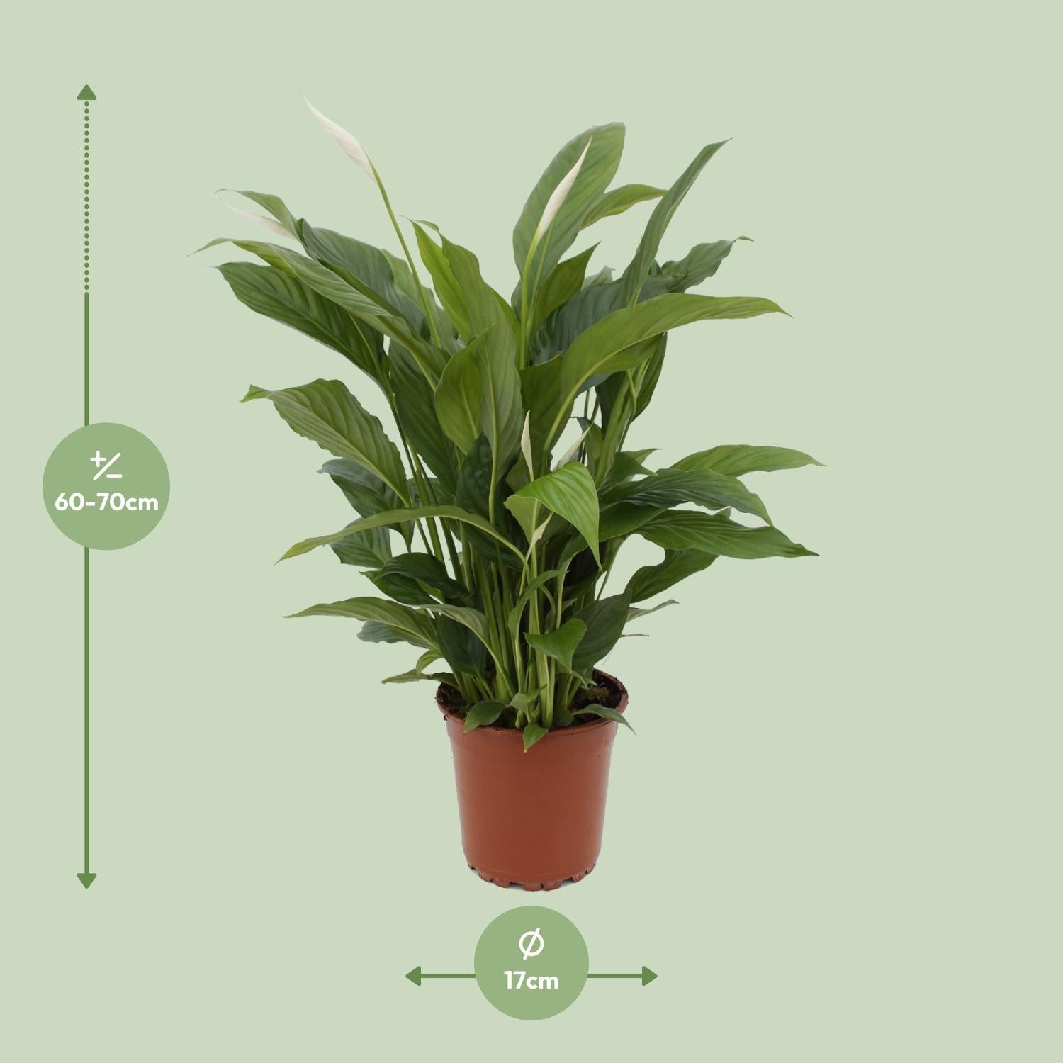 Spathiphyllum Torelli - 65 cm - Ø17 cm | Lepelplant