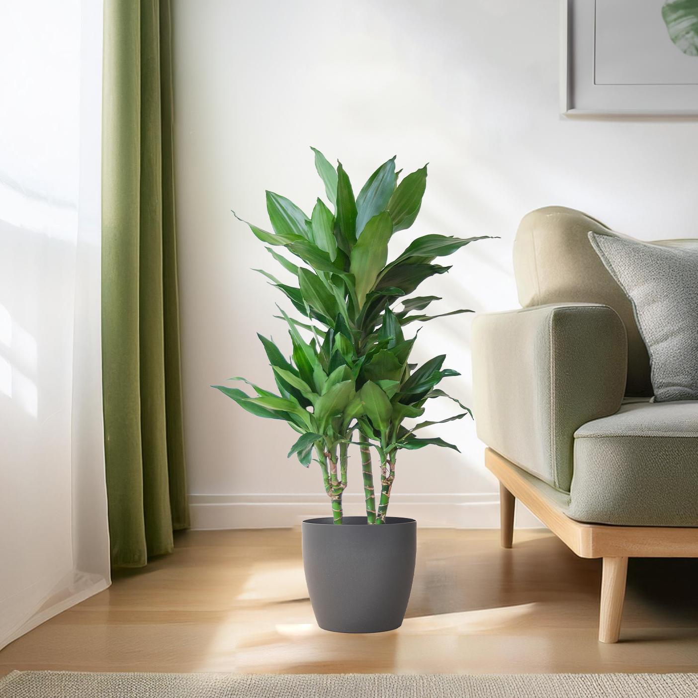Dracaena Janet Lindt - 95 cm - Ø21 cm met Viber pot | Dracaena