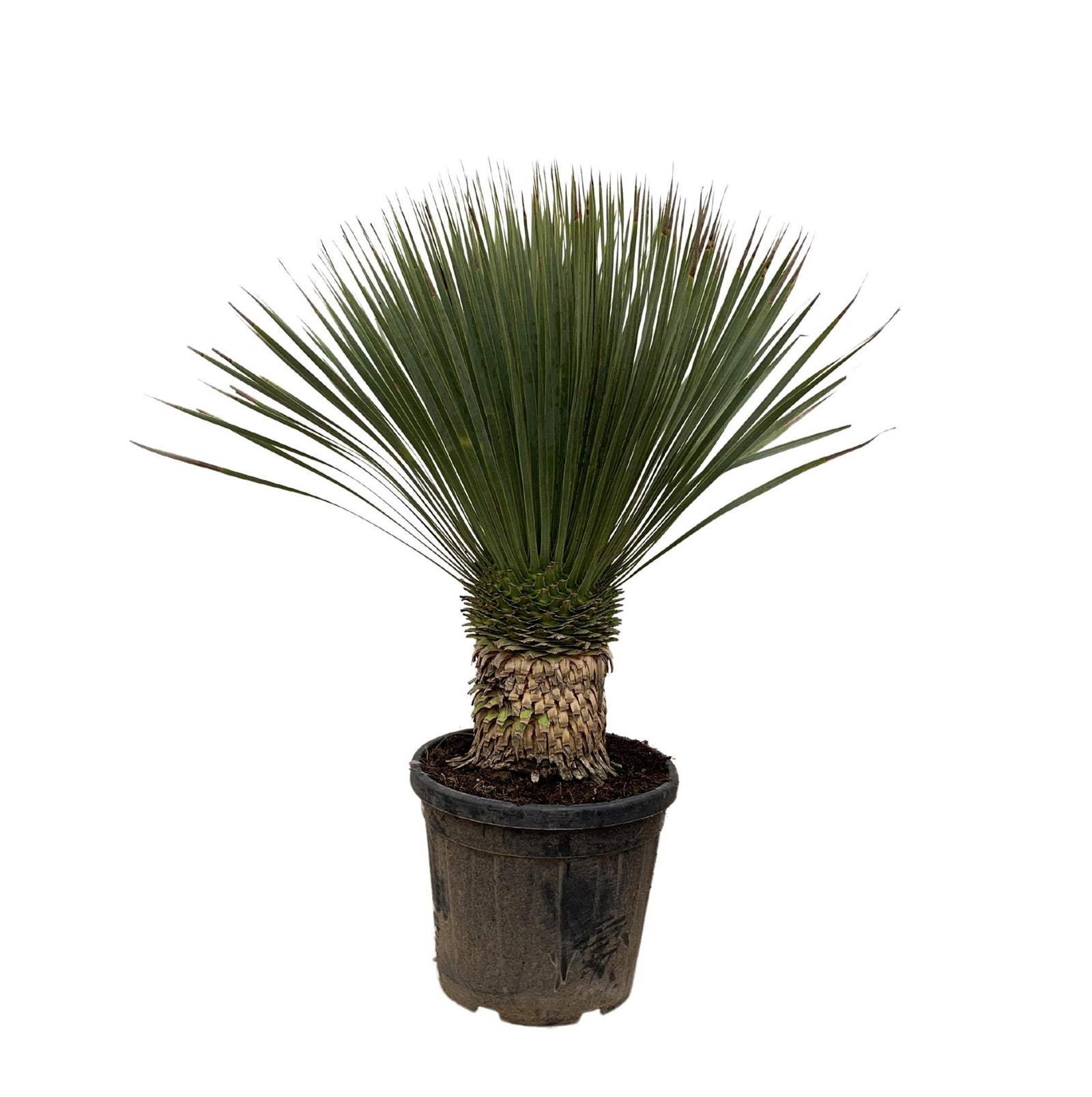 Yucca Rostrata - 100 cm- Ø35 cm | Blue Beaked Yucca