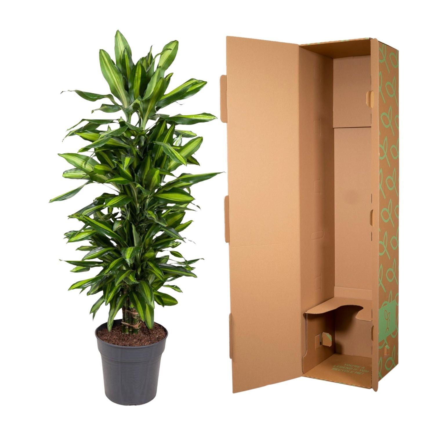 Dracaena Cintho vertakt - 120 cm - ø27 cm | Dracaena - Kamerplanten
