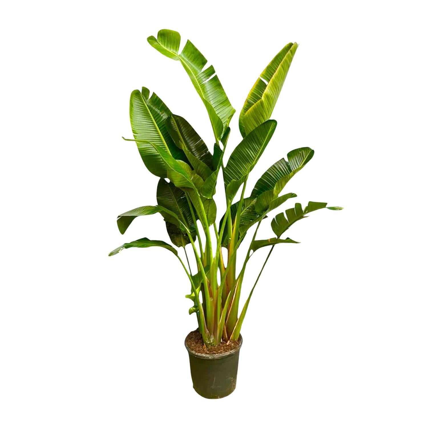 Strelitzia Augusta Multi Stam XXL - 250 cm - ø30-40 cm - Grote kamerplant
