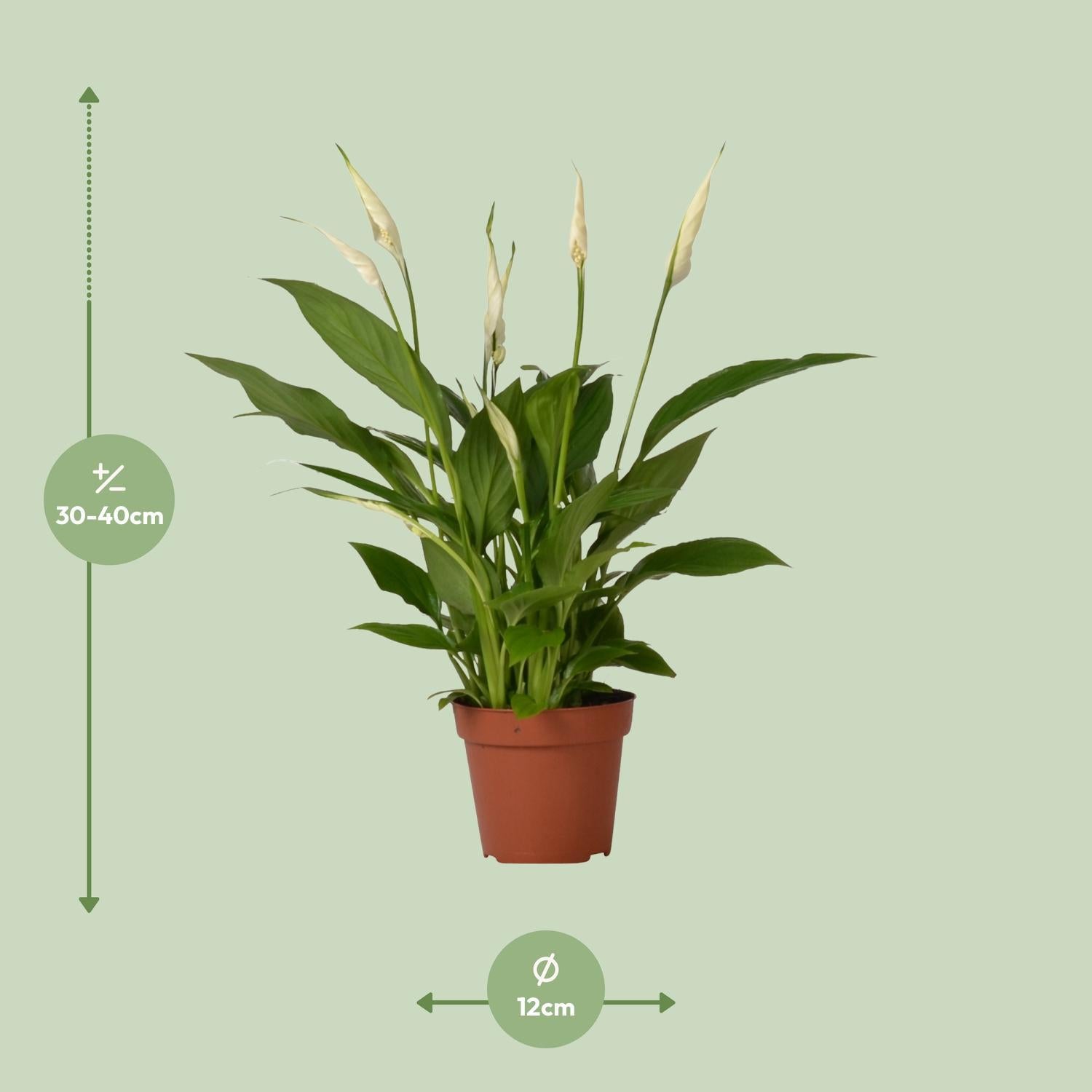 Spathiphyllum Bingo Cupido - 35 cm - Ø12 cm | Lepelplant