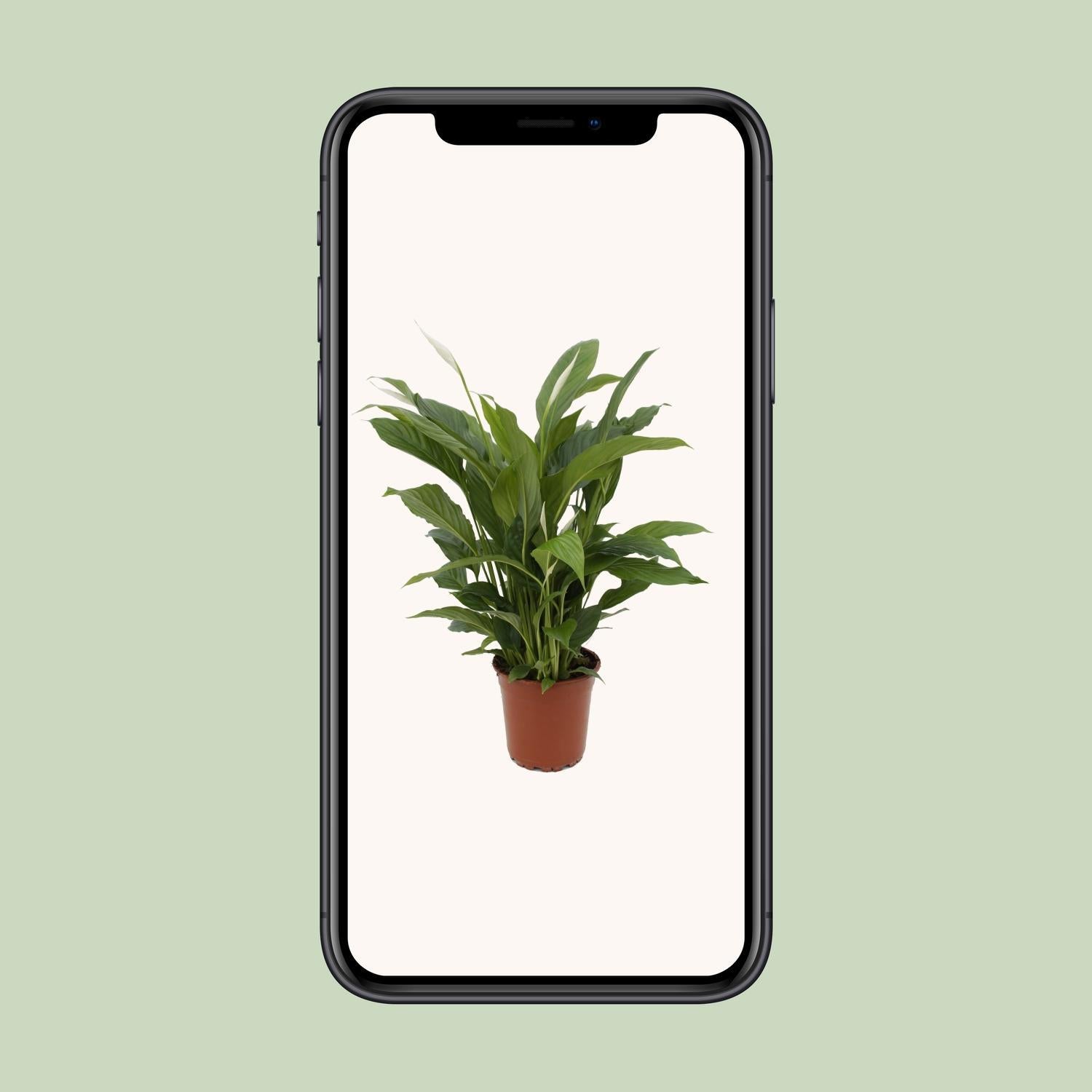 Spathiphyllum Torelli - 65 cm - Ø17 cm | Lepelplant