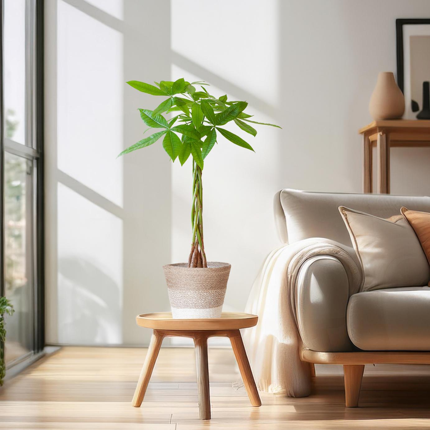Pachira Aquatica met Mand Lissabon wit - 80cm - Ø21 cm | Geldboom