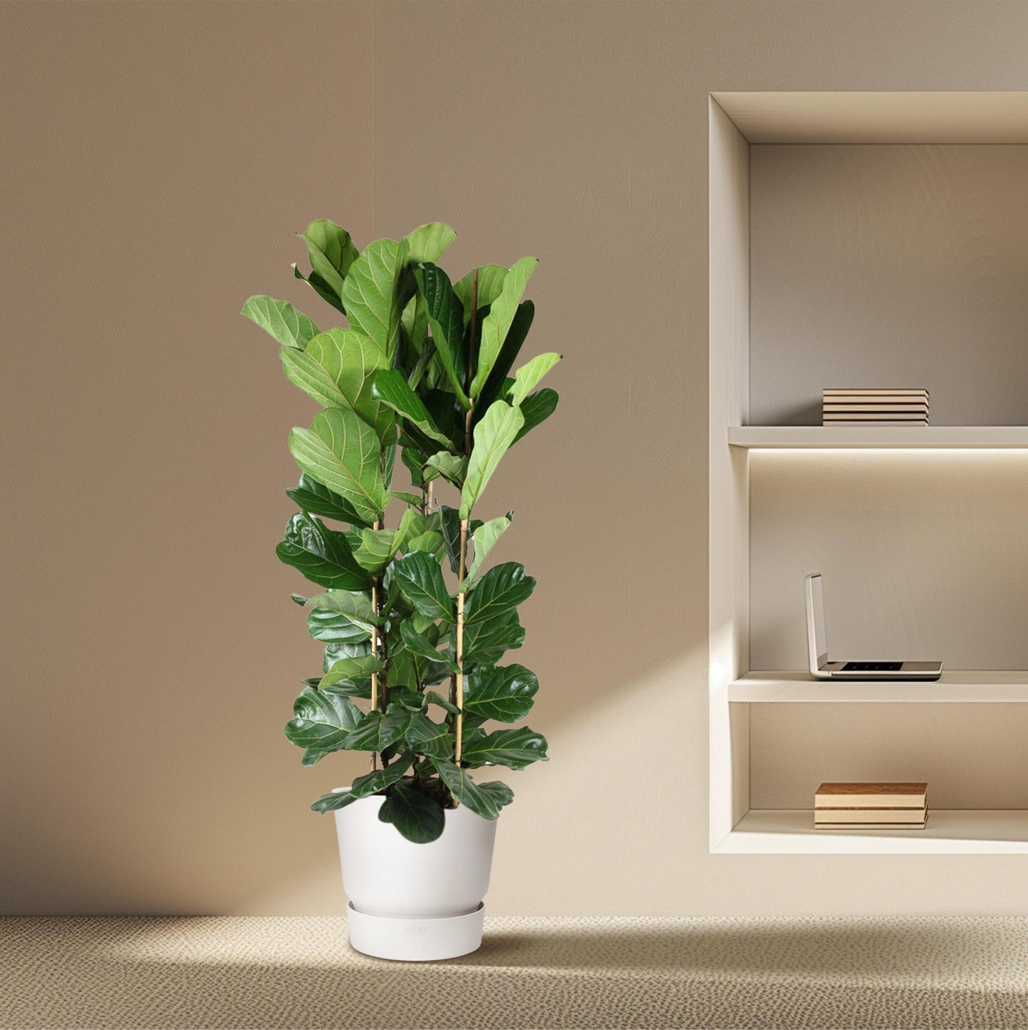 Ficus Lyrata struik - 240 cm - Vioolbladplant | Ficus - Grote Kamerplant