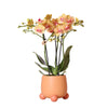 Orchidee | Oranje Phalaenopsis orchidee – Jamaica + Rolling sierpot peach – potmaat Ø9cm