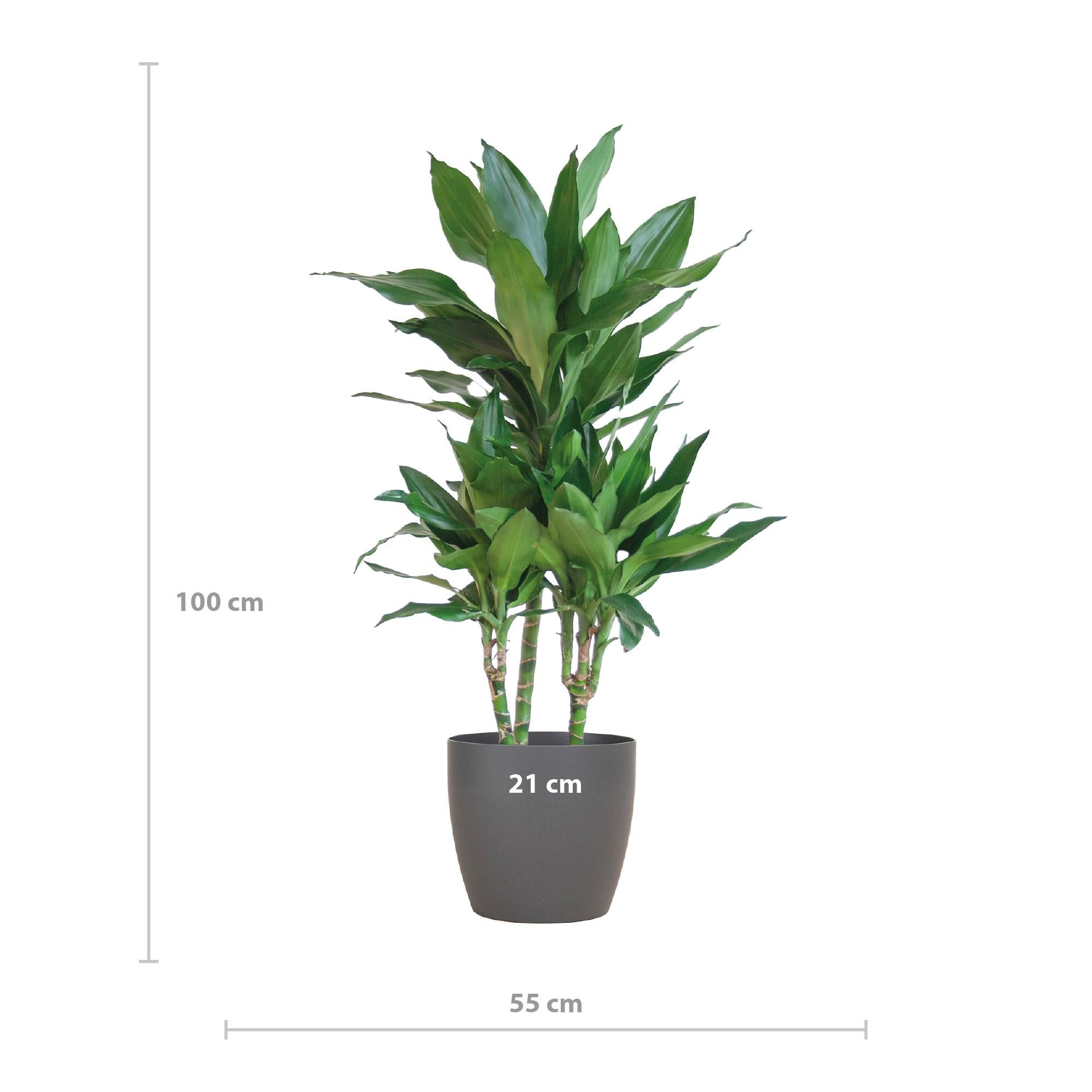Dracaena Janet Lindt - 95 cm - Ø21 cm met Viber pot | Dracaena