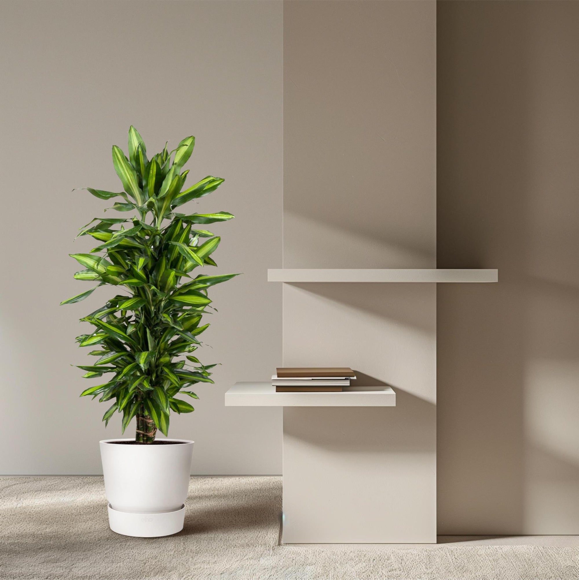Dracaena Cintho vertakt - 120 cm - ø27 cm | Dracaena - Kamerplanten