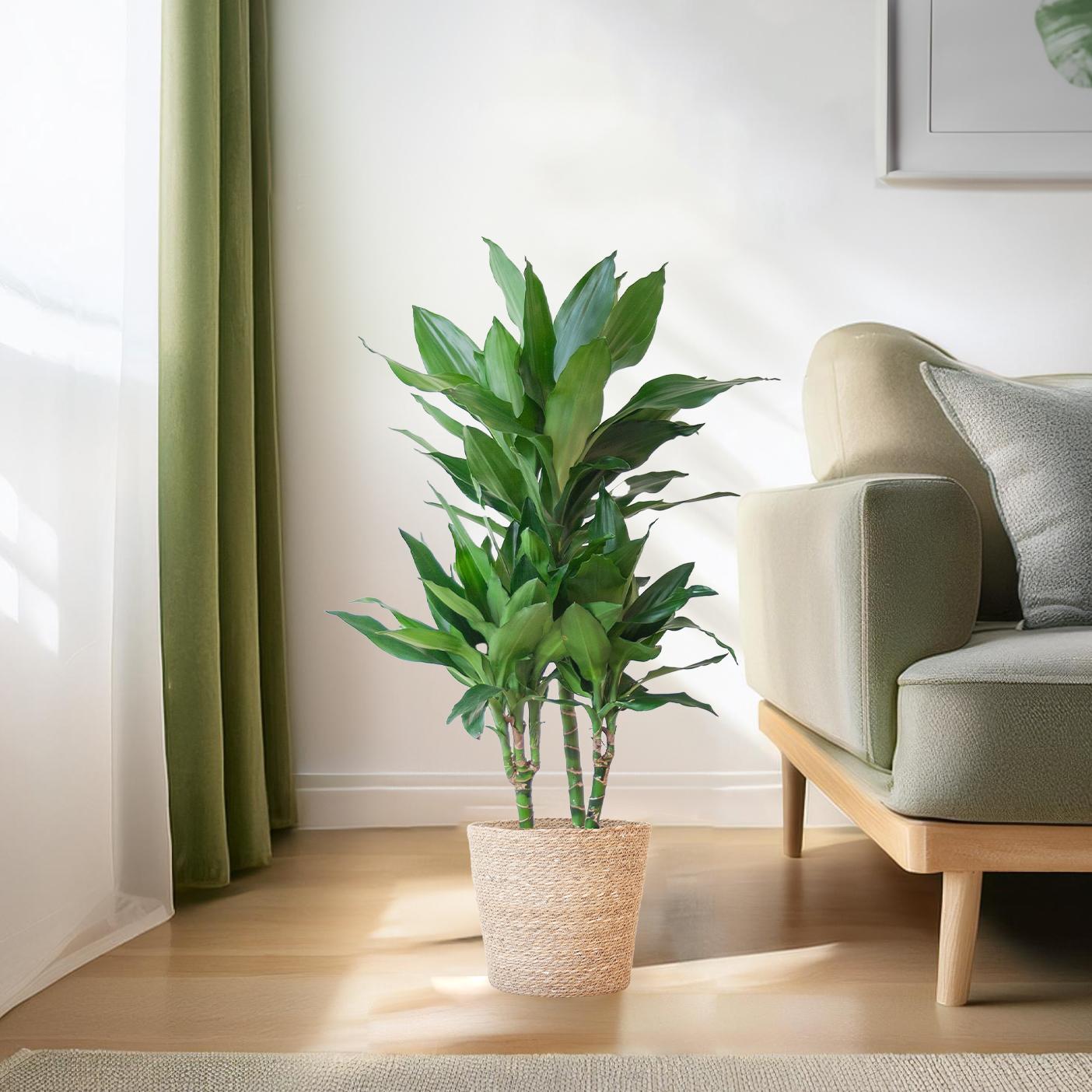 Dracaena Janet Lindt met Sofia mand naturel - 95 cm - Ø21 cm | Dracaena