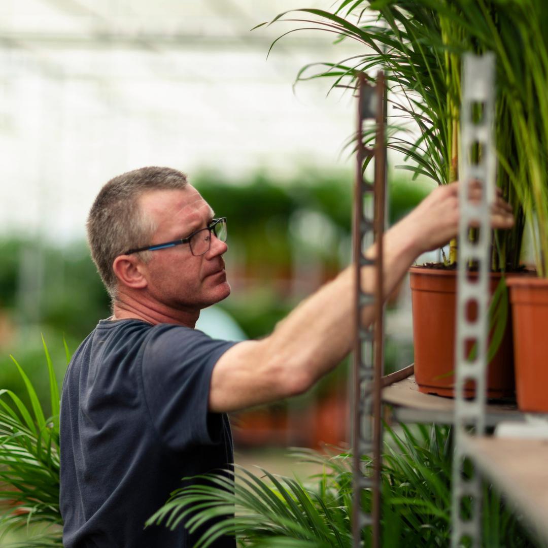 Areca palm inclusief mand - 110cm - Ø21cm | Goudpalm