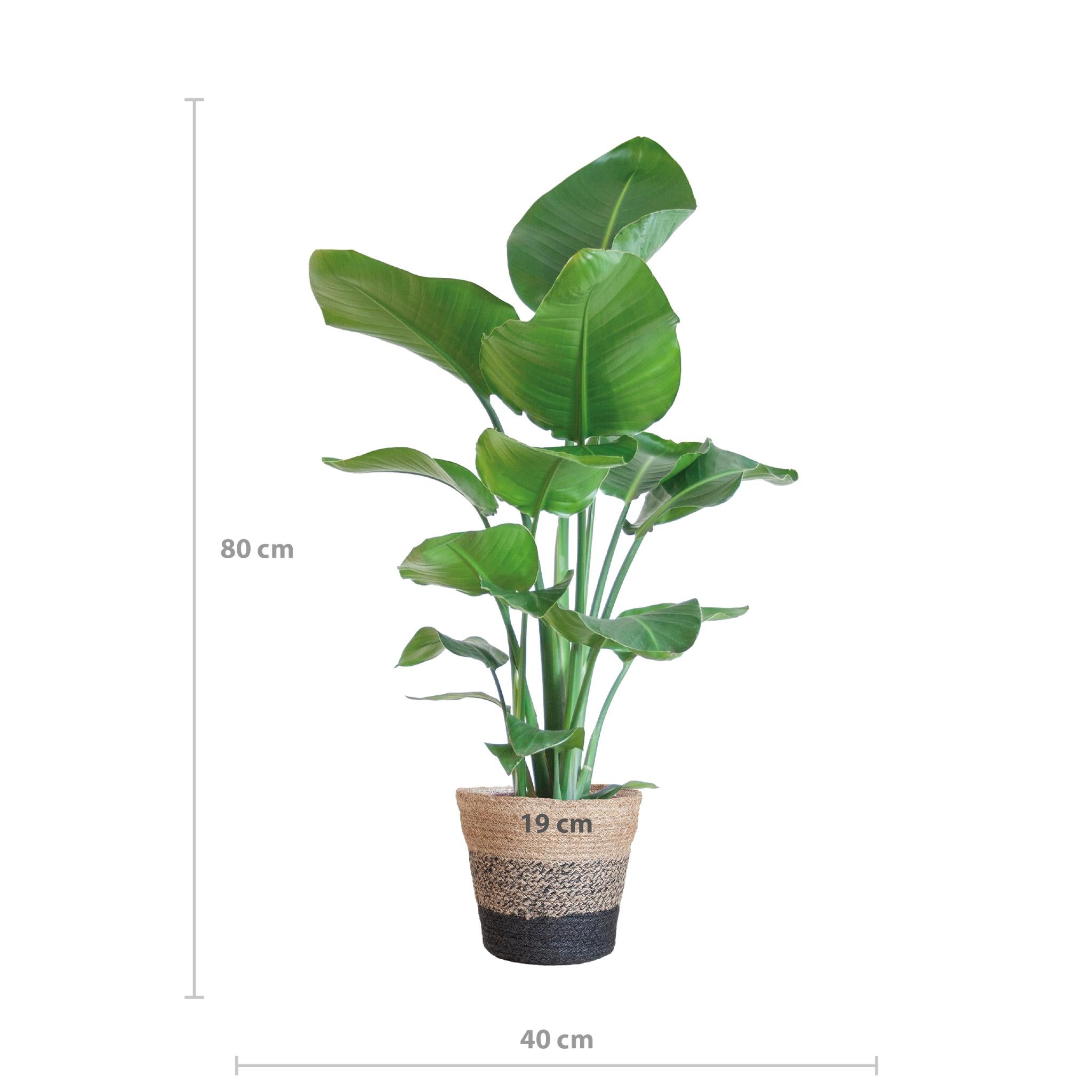 Strelitzia Nicolai - 80cm - Ø19 cm - in Lissabon mand zwart | Kamerplanten