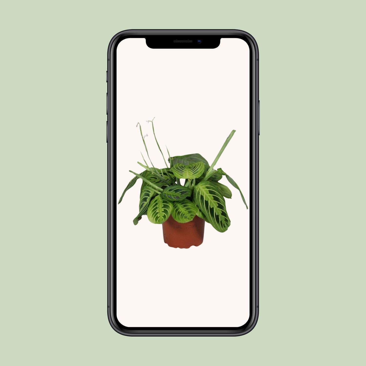 Maranta Leuconeura Fascinator Lemon Lime - 30cm - Ø12cm | Calathea