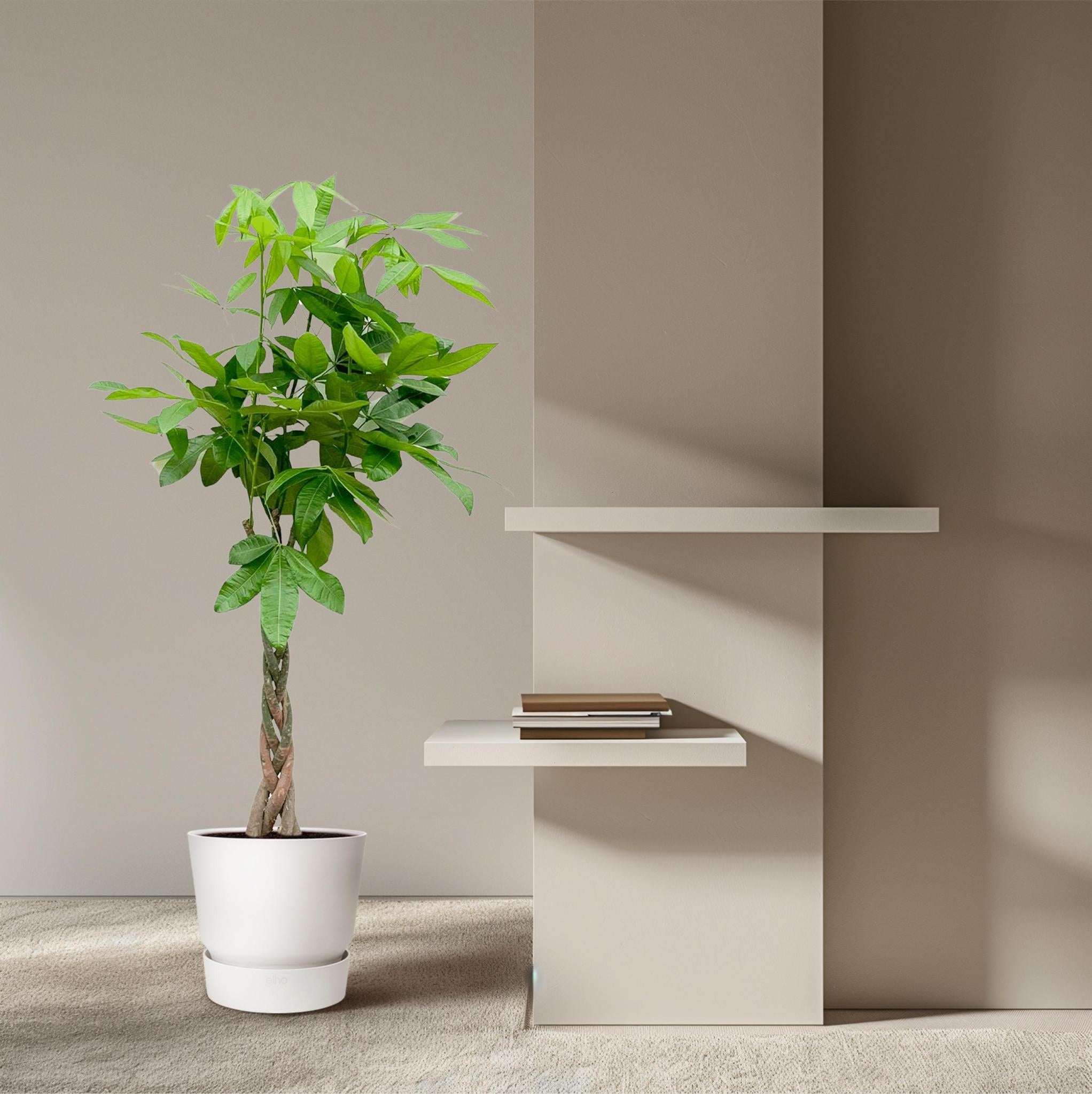 Pachira Aquatica - 160 cm - ø27 cm  | Geldboom