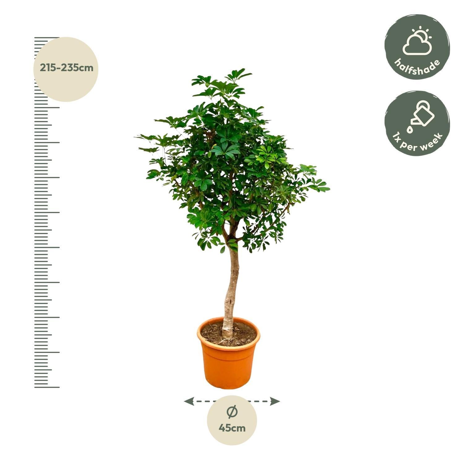 Schefflera op stam - 225 cm - ø45 - Grote kamerplant