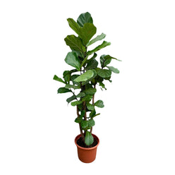 Ficus Lyrata vertakt - 220 cm - ø40 cm | Ficus - Grote kamerplant
