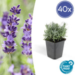 Lavendel | Lavandula angustifolia 'Hidcote' – Rijkbloeiende Plant