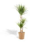 Dracaena Marginata met mand of pot - 120cm - Ø21cm | Dracaena