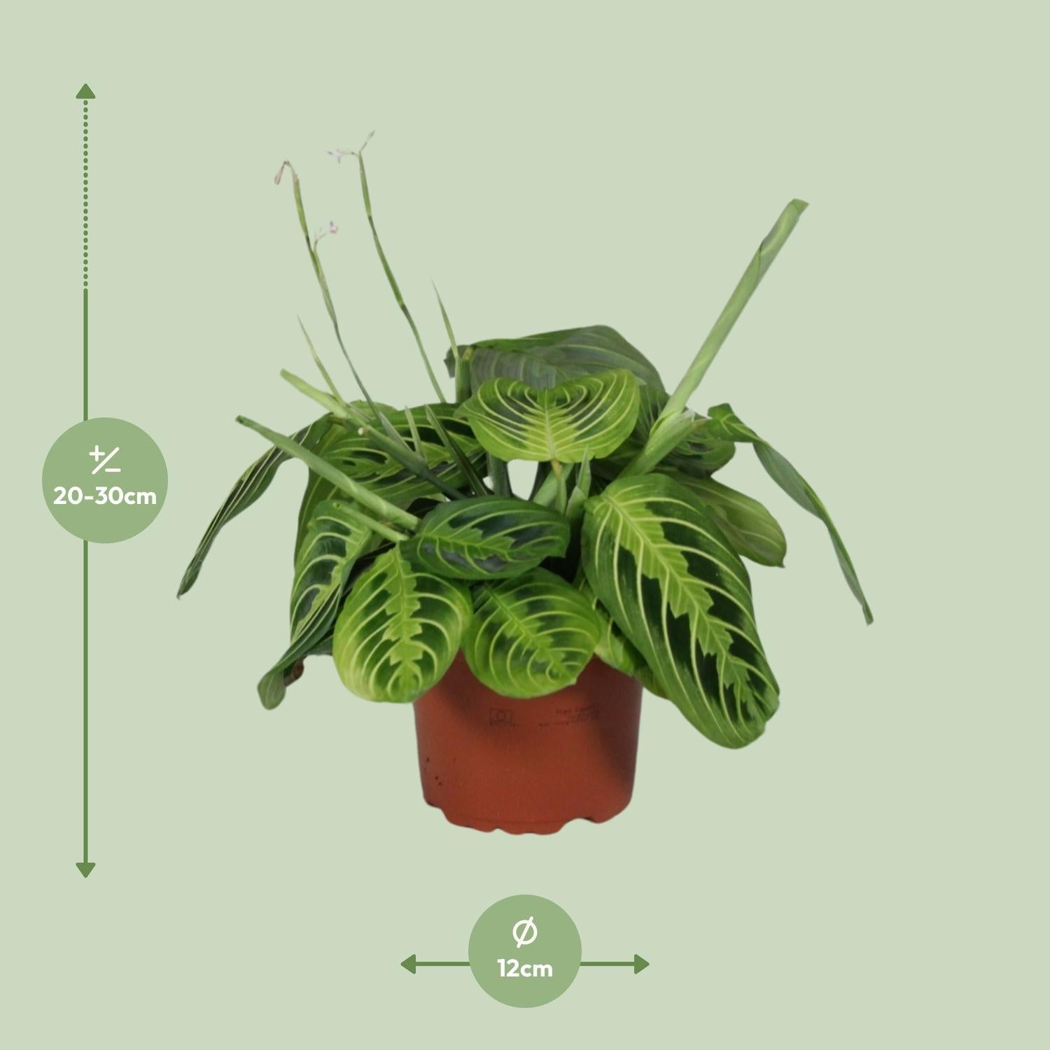 Maranta Leuconeura Fascinator Lemon Lime - 30cm - Ø12cm | Calathea