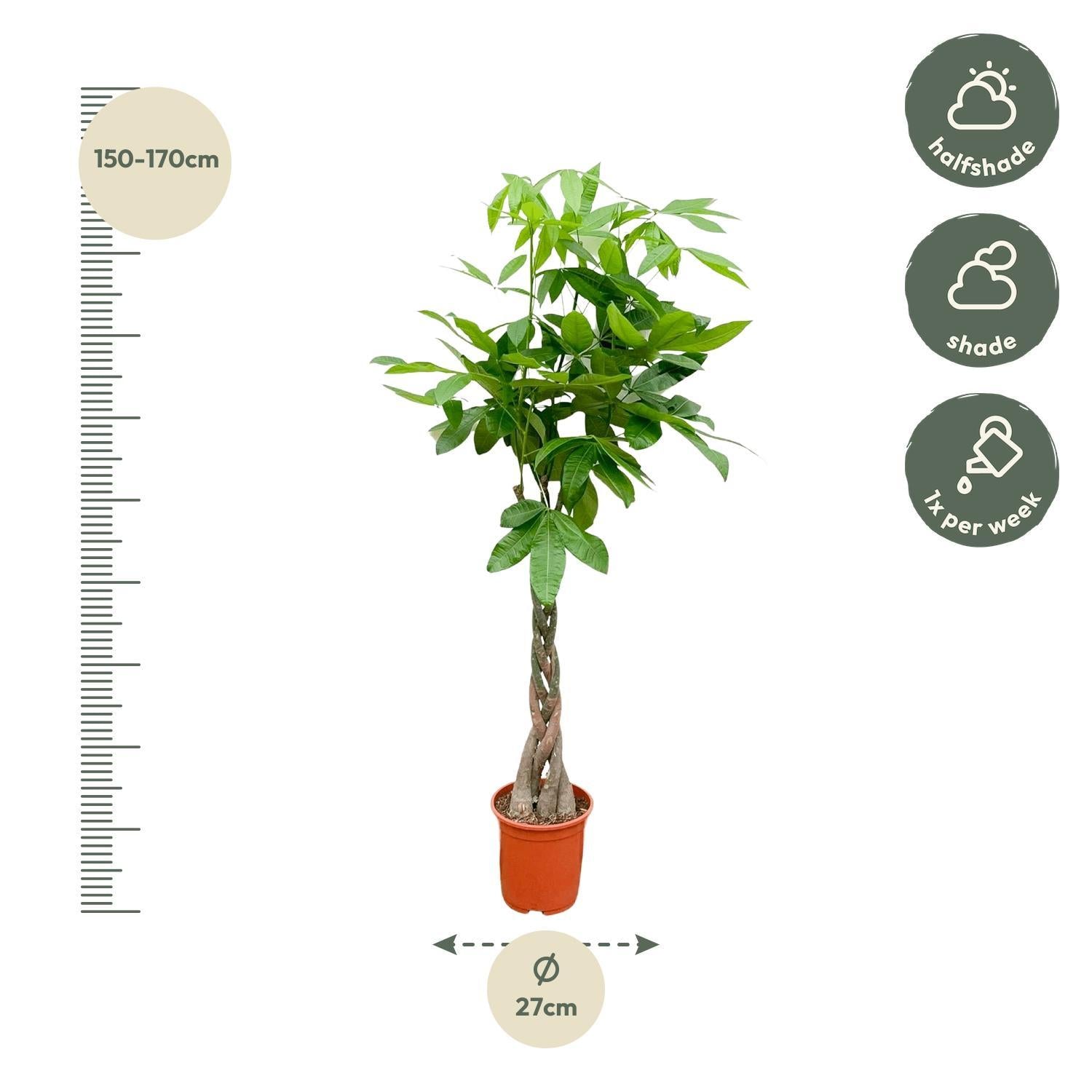 Pachira Aquatica - 160 cm - ø27 cm  | Geldboom