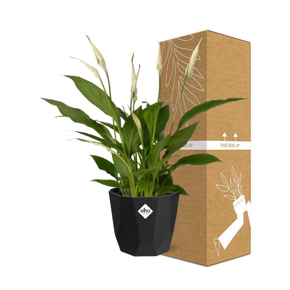 Spathiphyllum Torelli - 30 cm - Ø14 cm in Elho pot b.for rock | Lepelplant