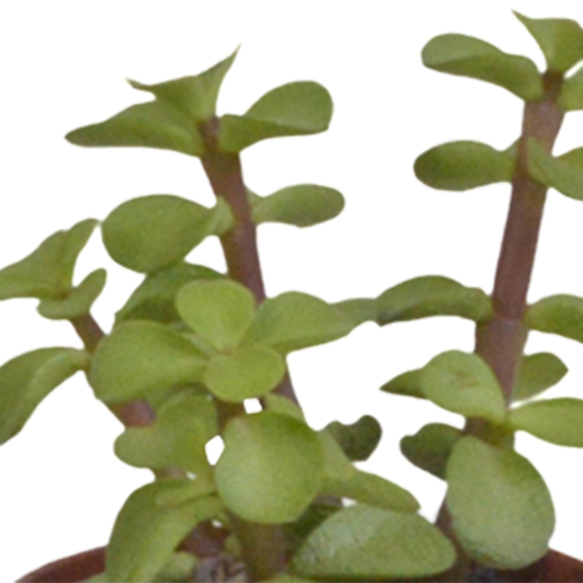Vetplanten mix - 5x - 8 cm - Ø6 cm - in Witte Potjes | Succulent