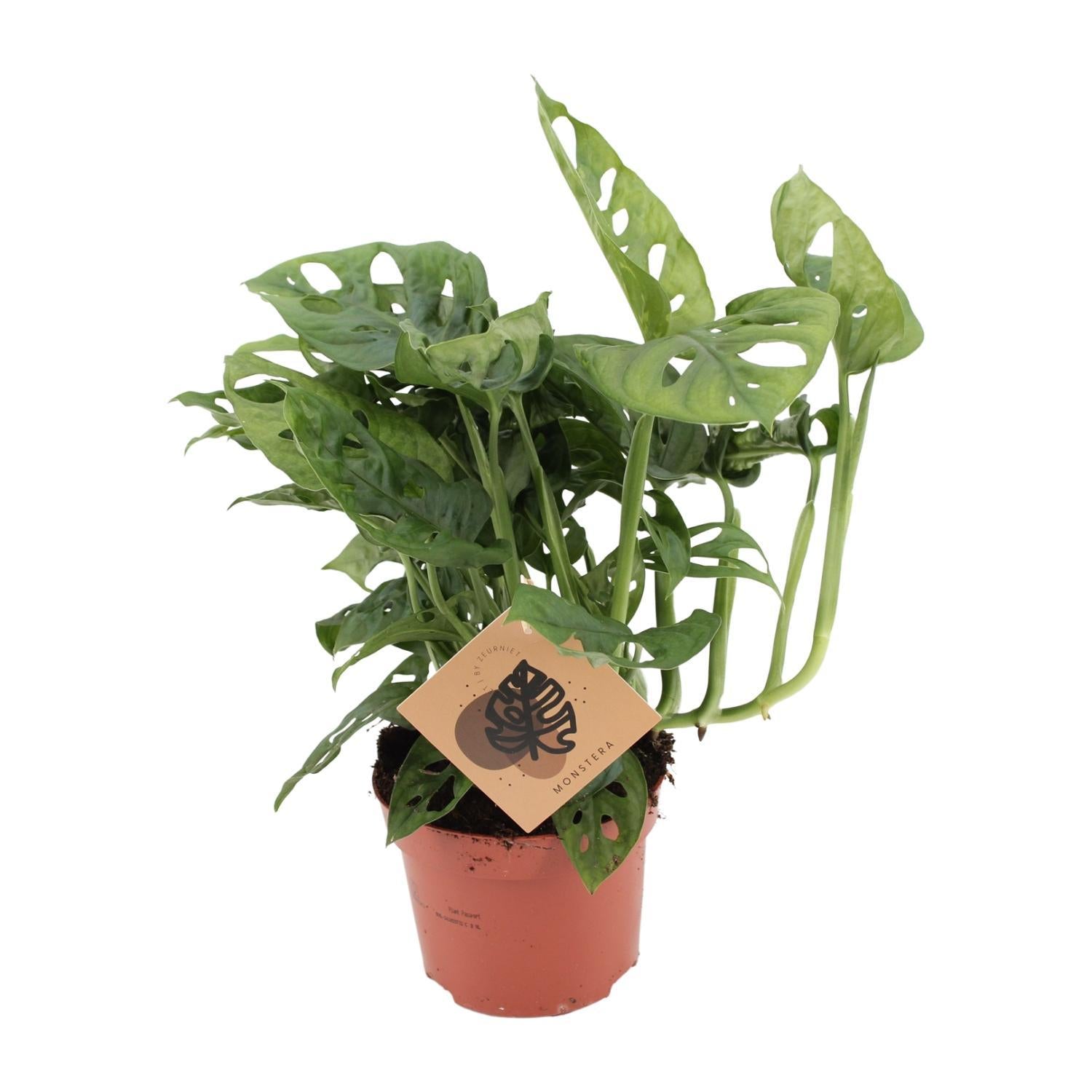 Monstera Monkey - 30cm - Ø12cm | Monstera
