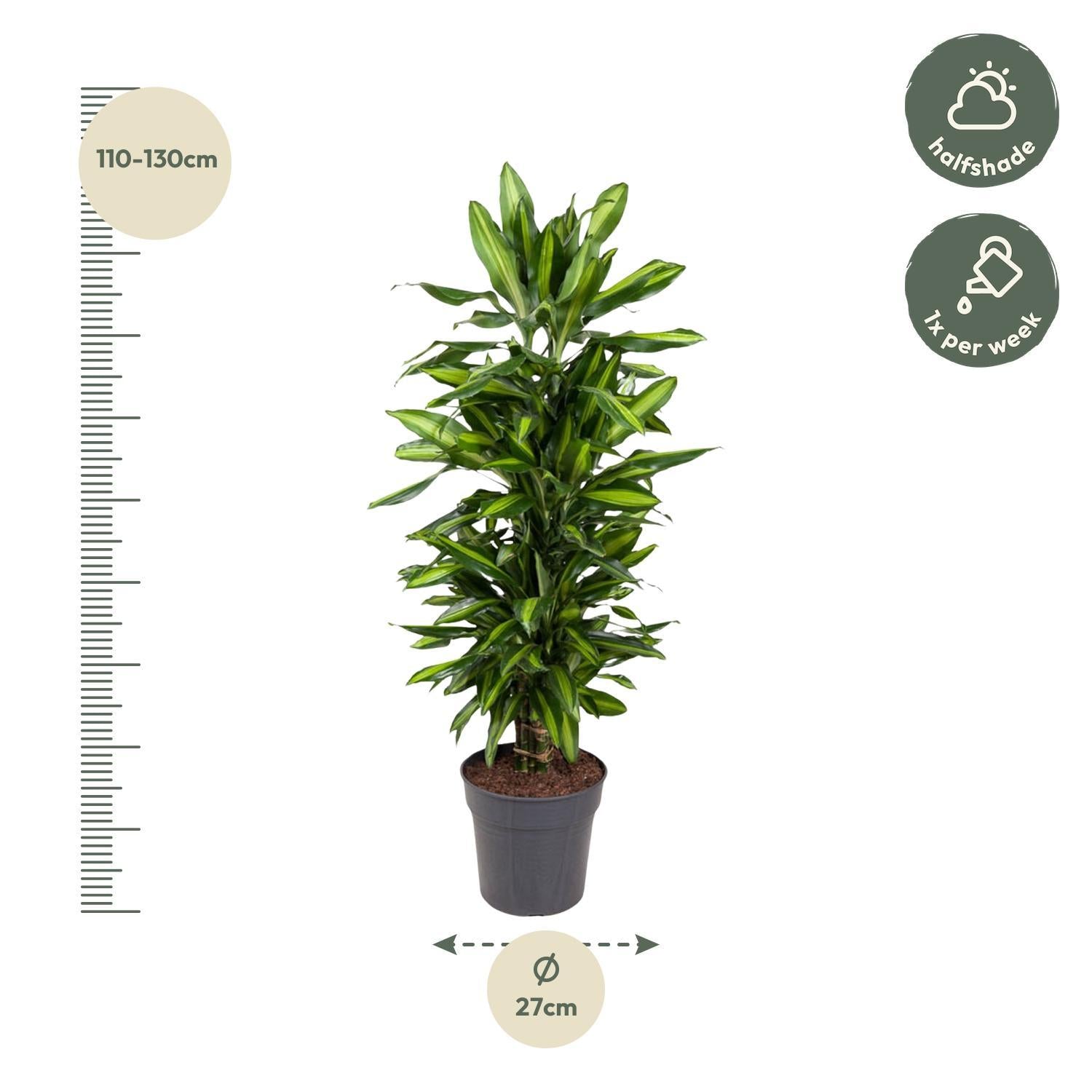 Dracaena Cintho vertakt - 120 cm - ø27 cm | Dracaena - Kamerplanten