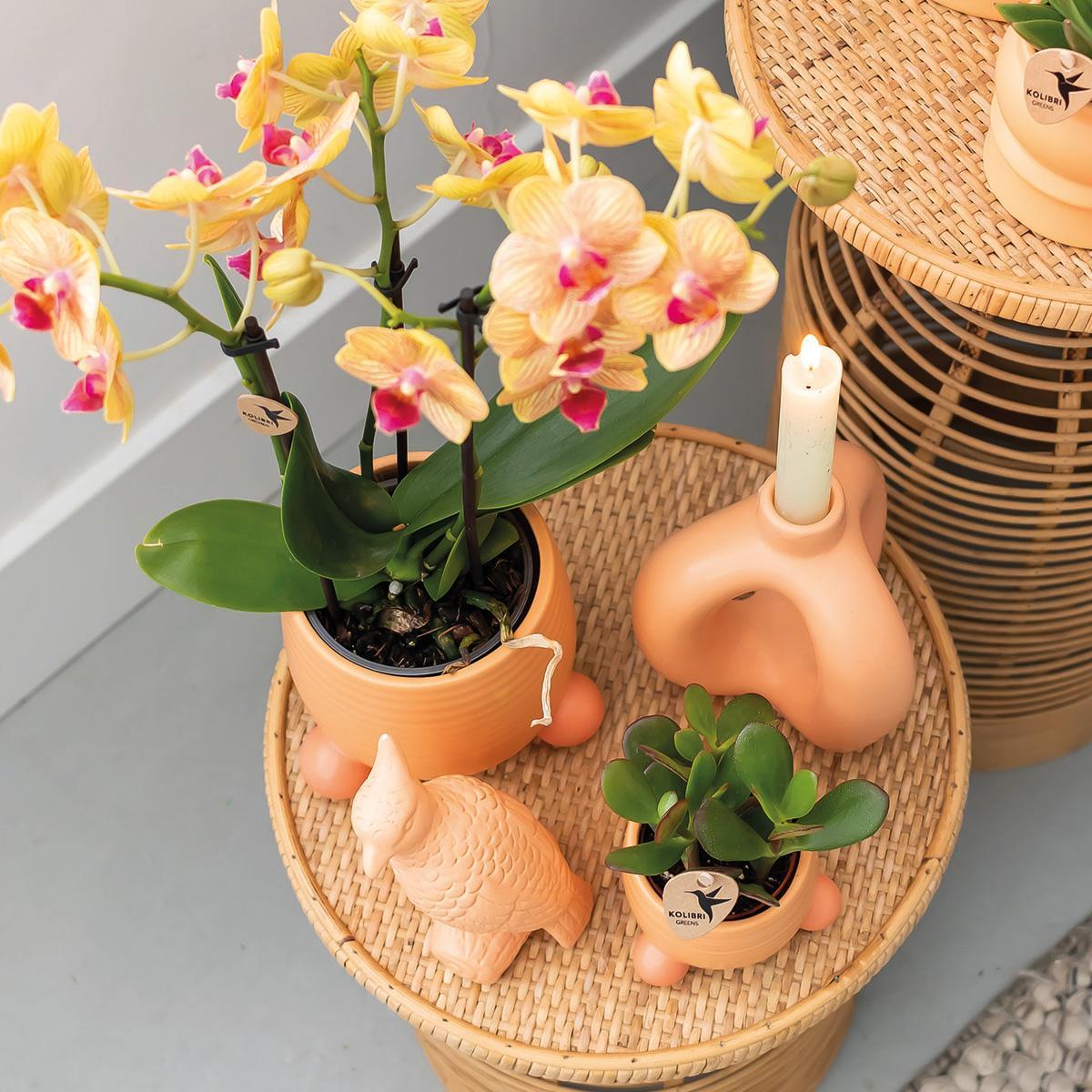 Orchidee | Oranje Phalaenopsis orchidee – Jamaica + Rolling sierpot peach – potmaat Ø9cm