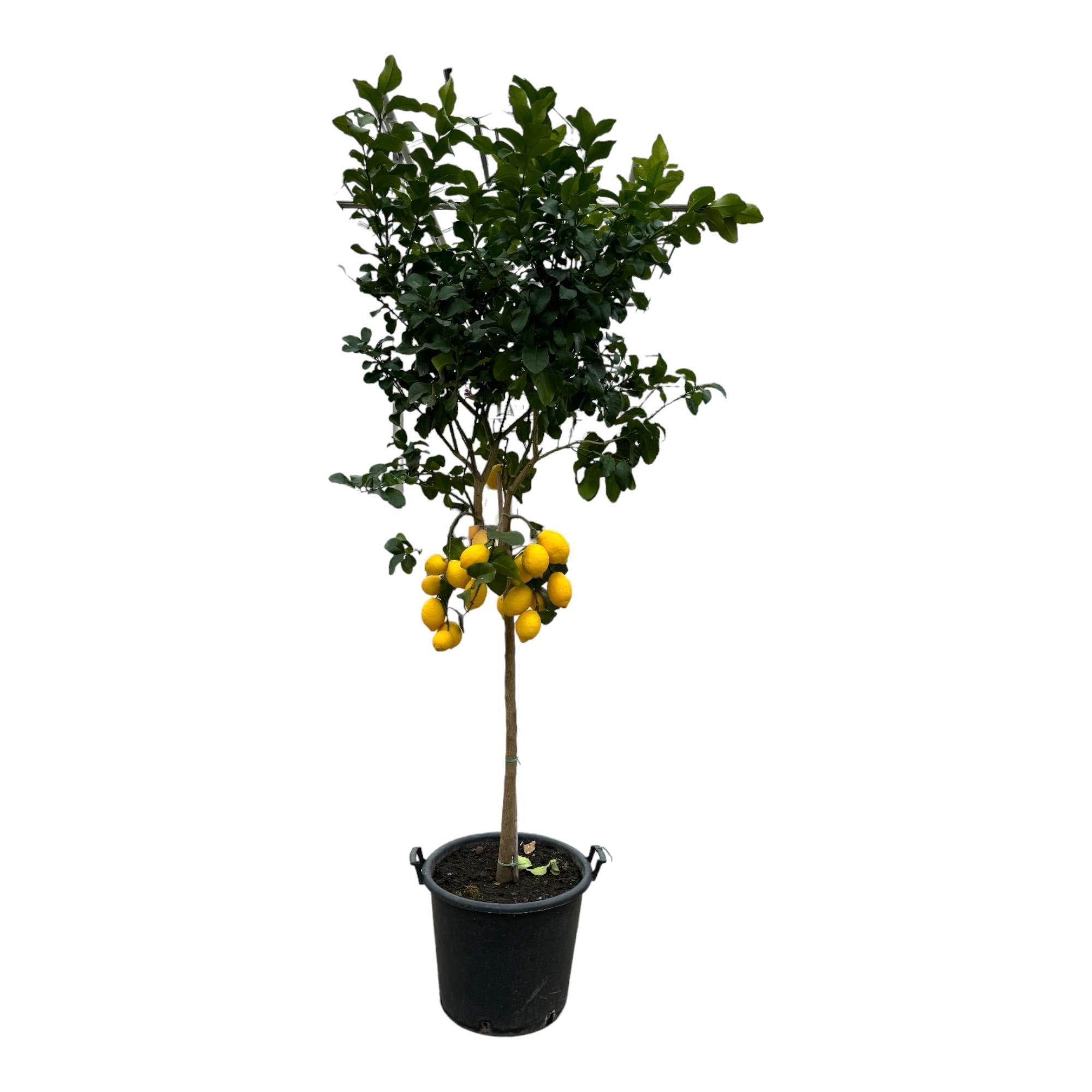 Citrus Lemon - Citroenboom - 260 cm - ø50 - Grote mediterrane boom