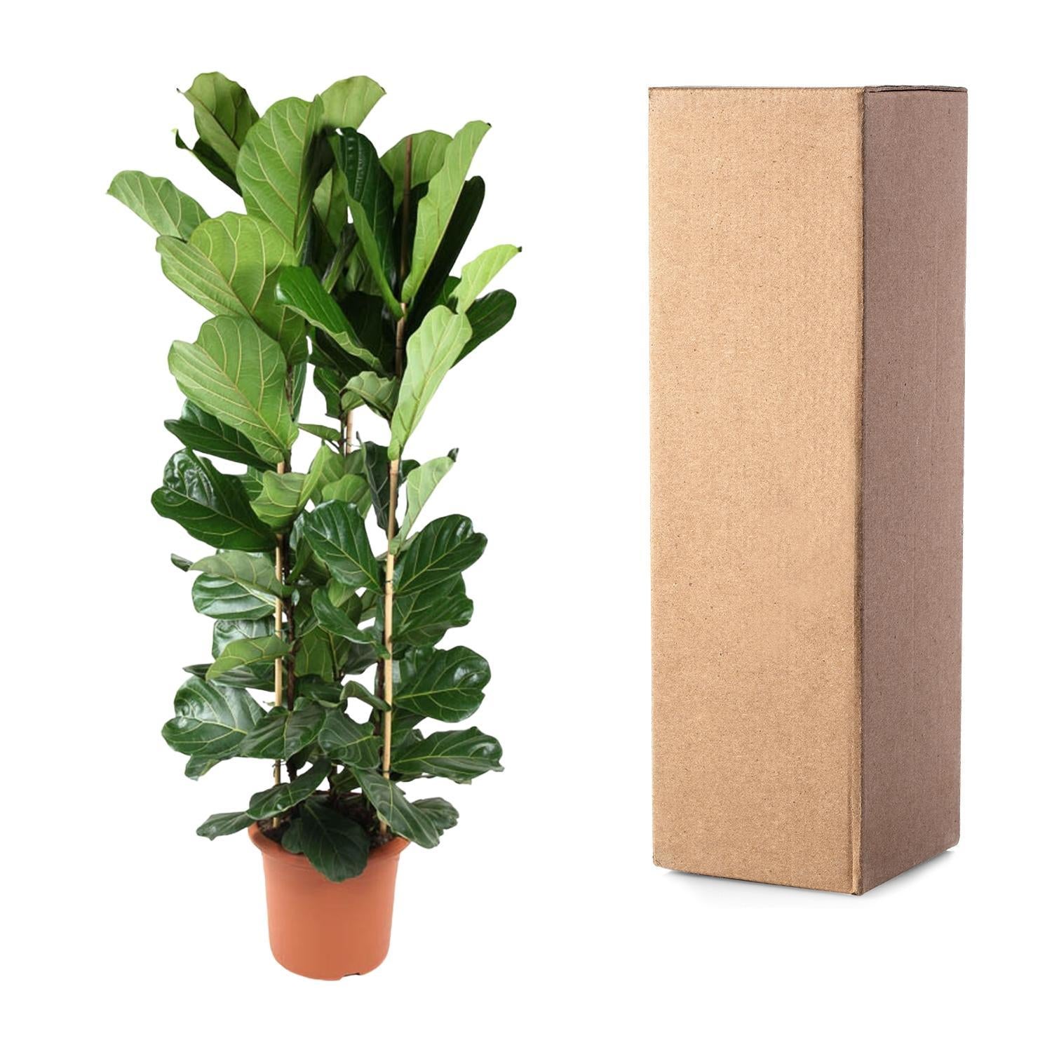 Ficus Lyrata struik - 240 cm - Vioolbladplant | Ficus - Grote Kamerplant