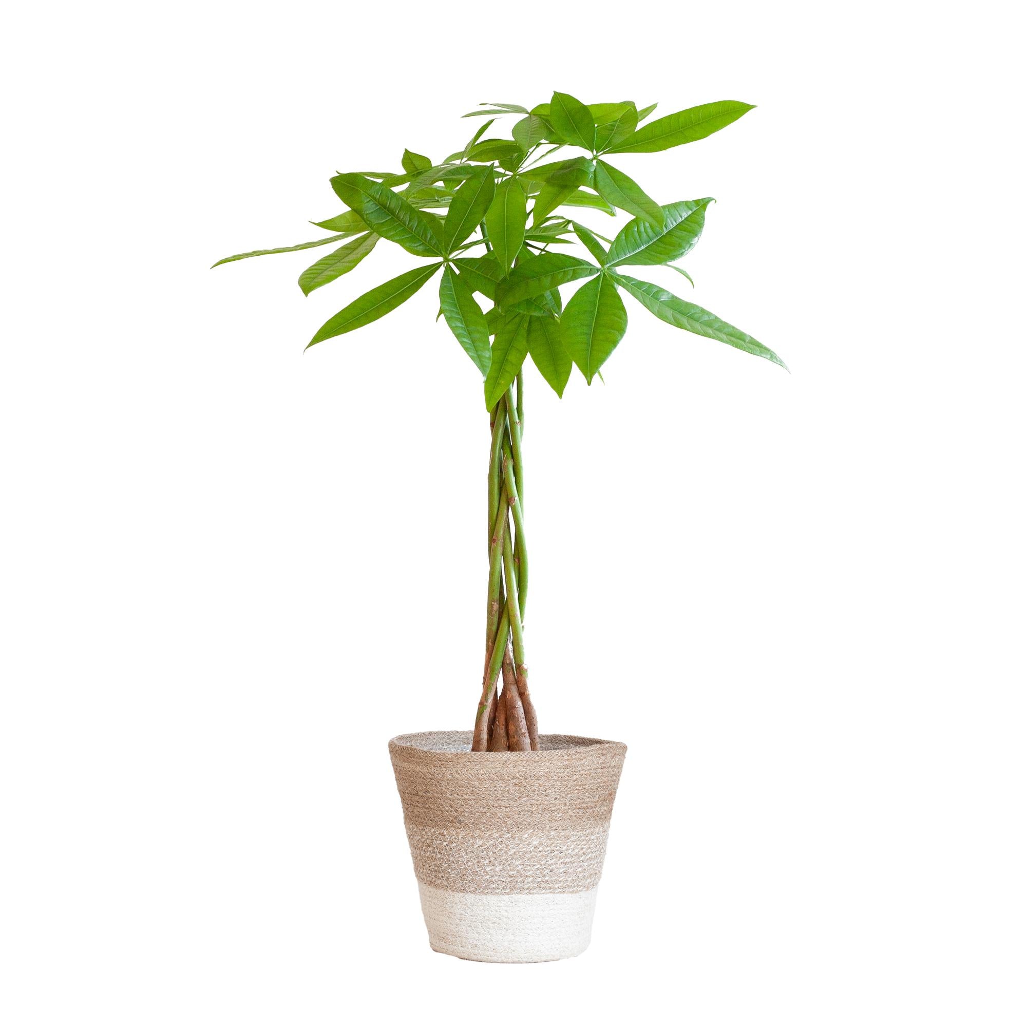 Pachira Aquatica met Mand Lissabon wit - 80cm - Ø21 cm | Geldboom