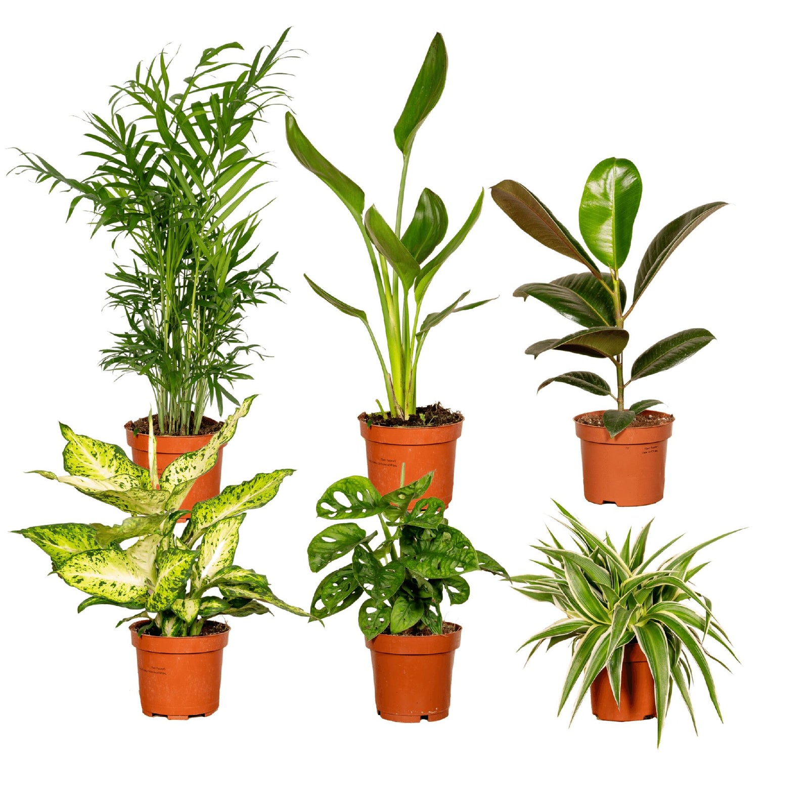 Verrassingsbox 25cm - Ø12cm | Set van 6 Kamerplanten