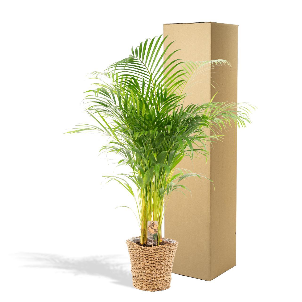 Areca palm inclusief mand - 110cm - Ø21cm | Goudpalm