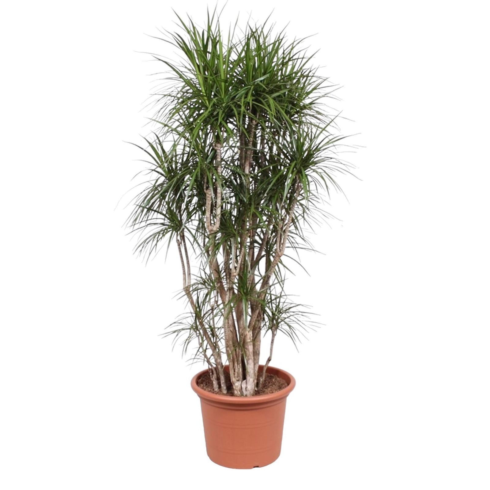 Dracaena Marginata vertakt - 220 cm | Dracaena - Kamerplanten
